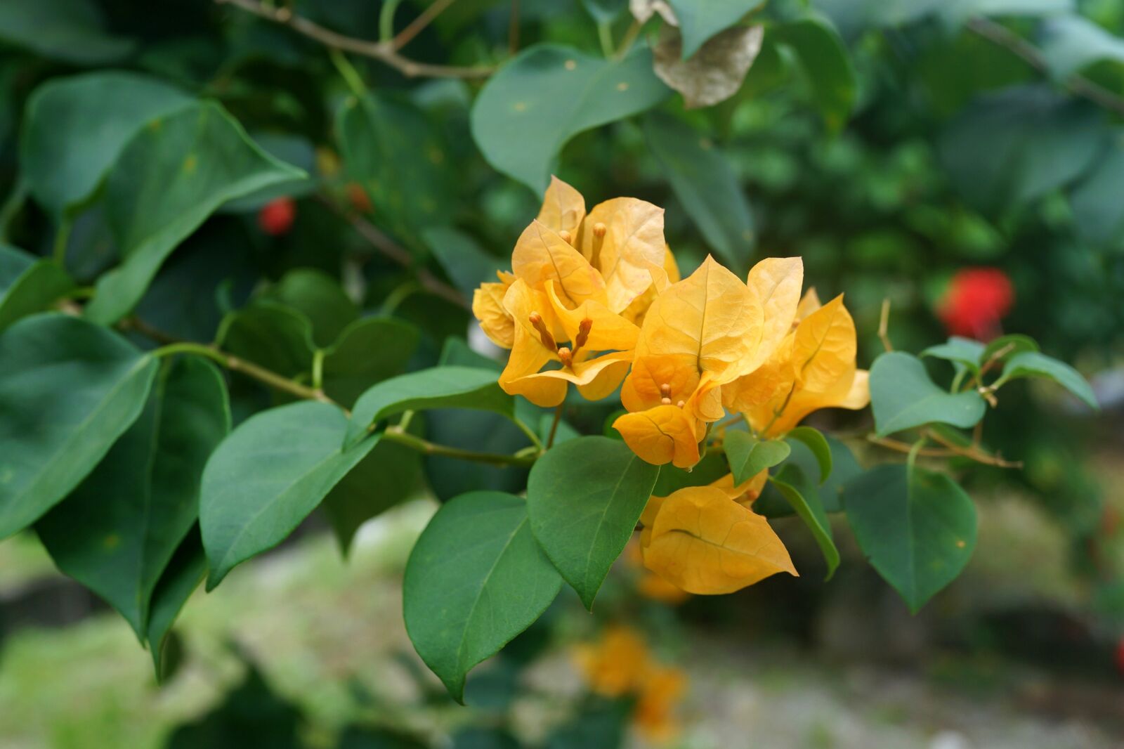 Sony Cyber-shot DSC-RX1R sample photo. Yellow bougainvillea, thorny ornamental photography