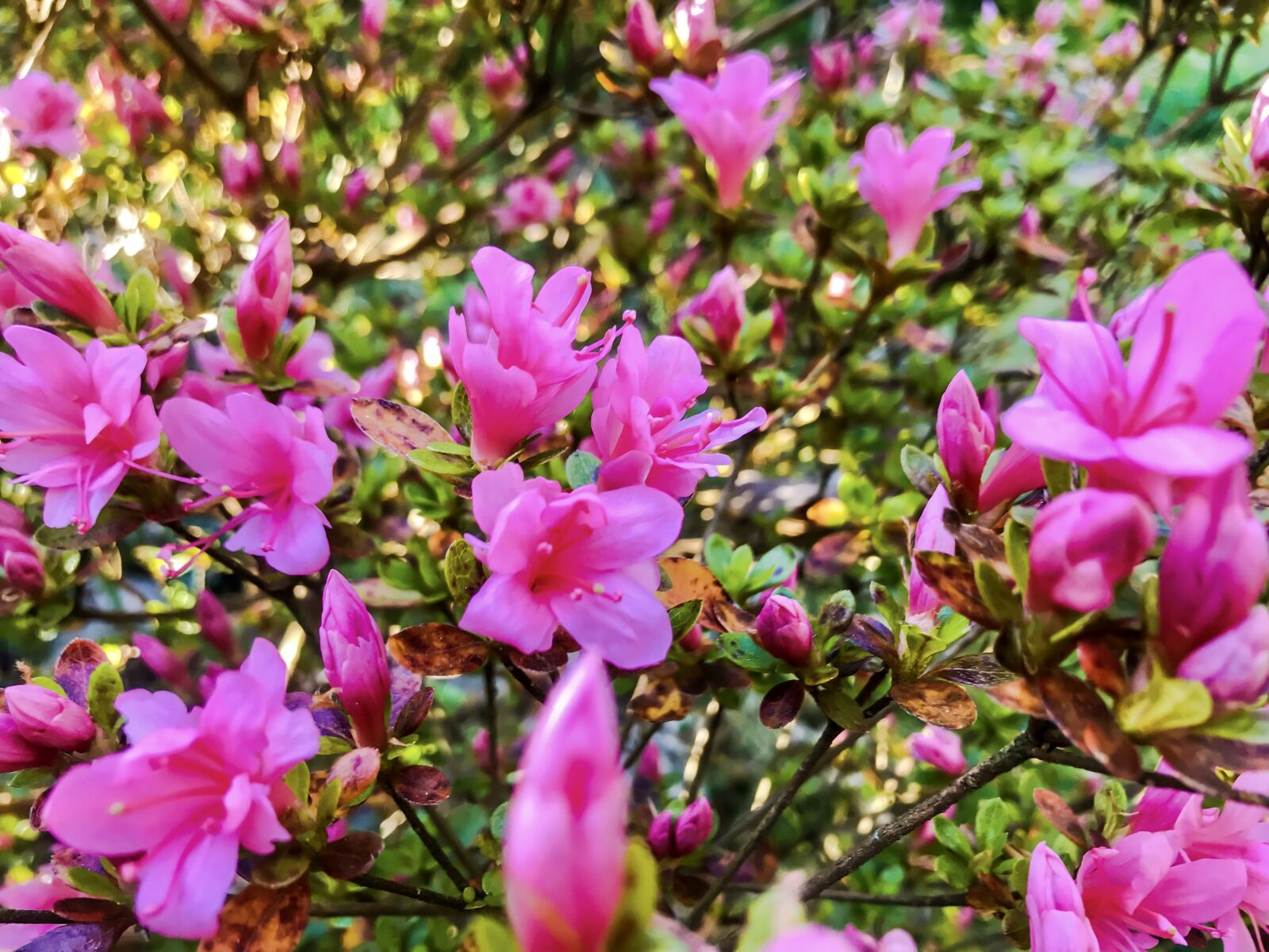 iPhone 7 back camera 3.99mm f/1.8 sample photo. Azalea, rhododendron, spring photography
