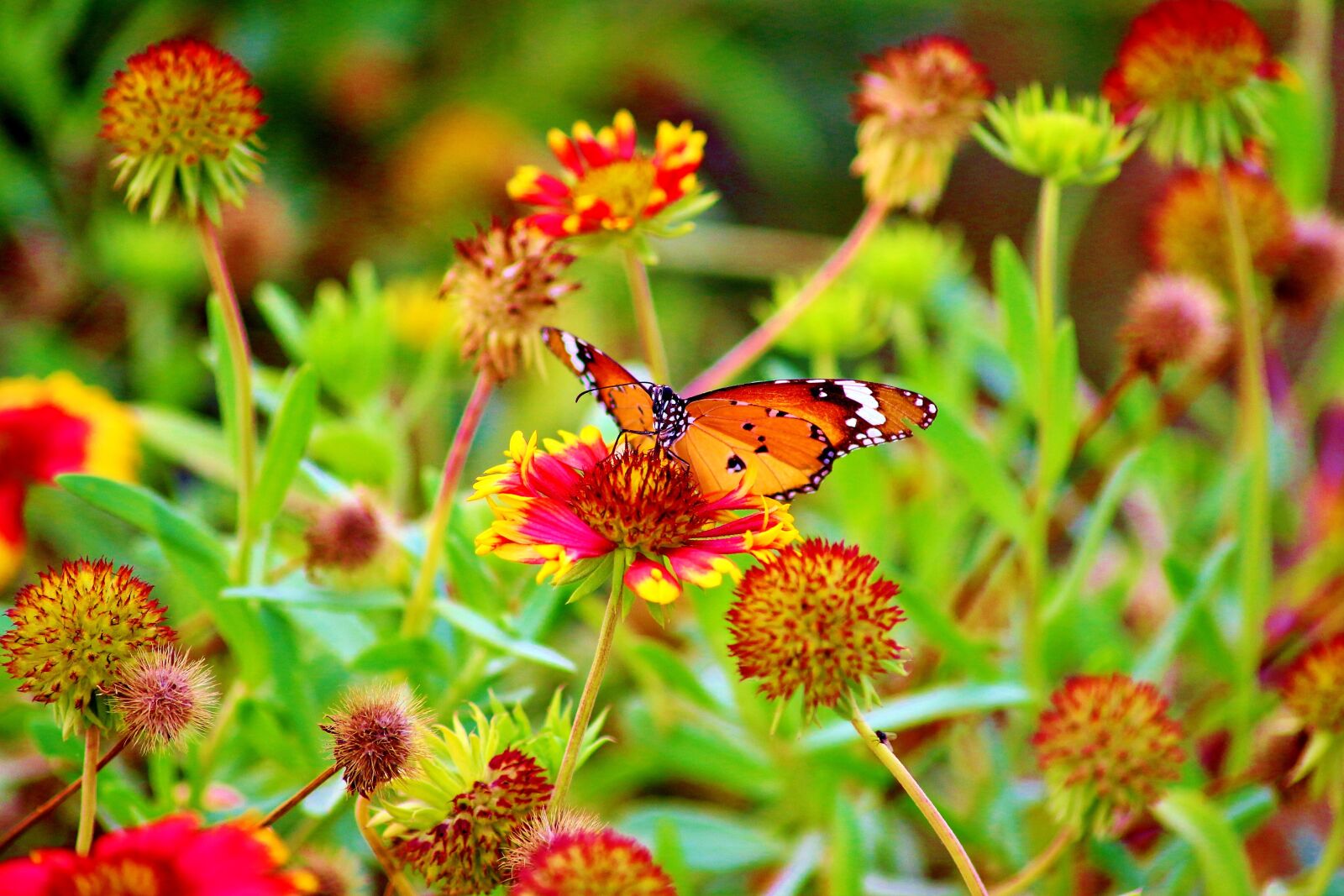 Canon EOS 700D (EOS Rebel T5i / EOS Kiss X7i) sample photo. Flower, red, nature photography