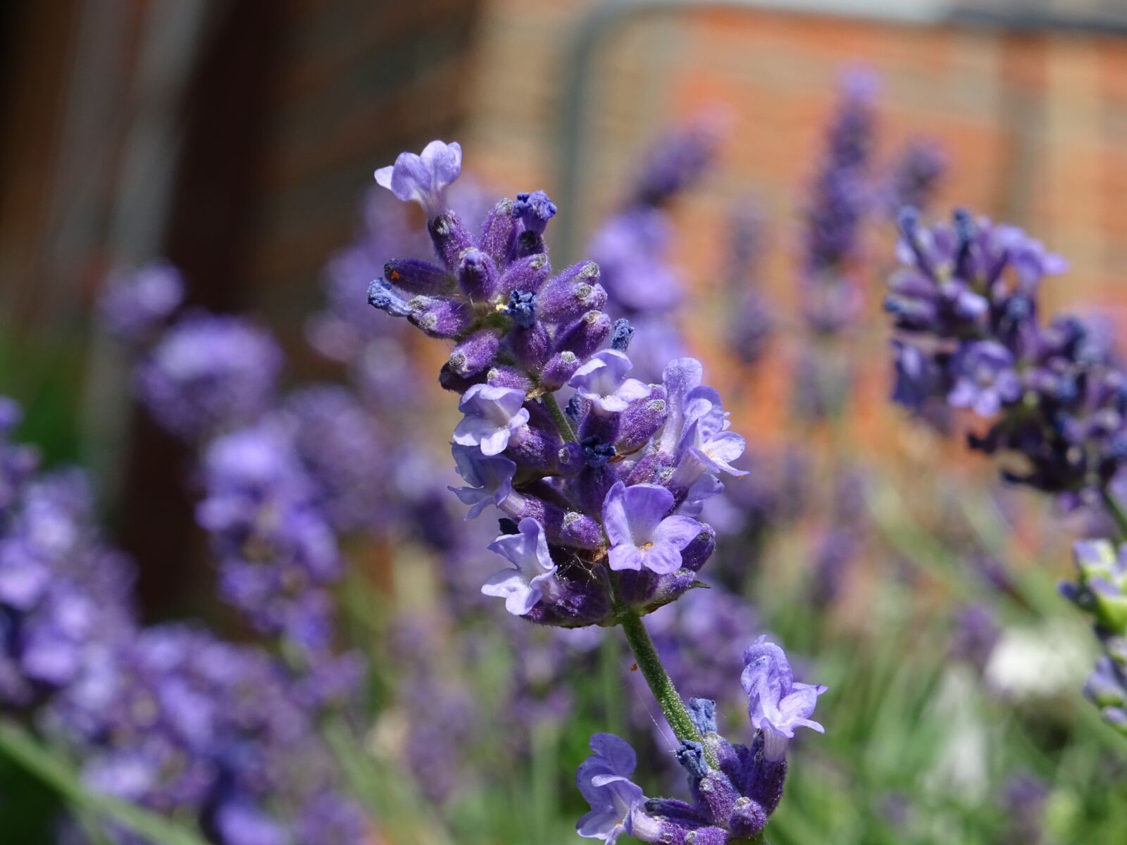 Sony DSC-HX60 sample photo. Plant, close up, small photography
