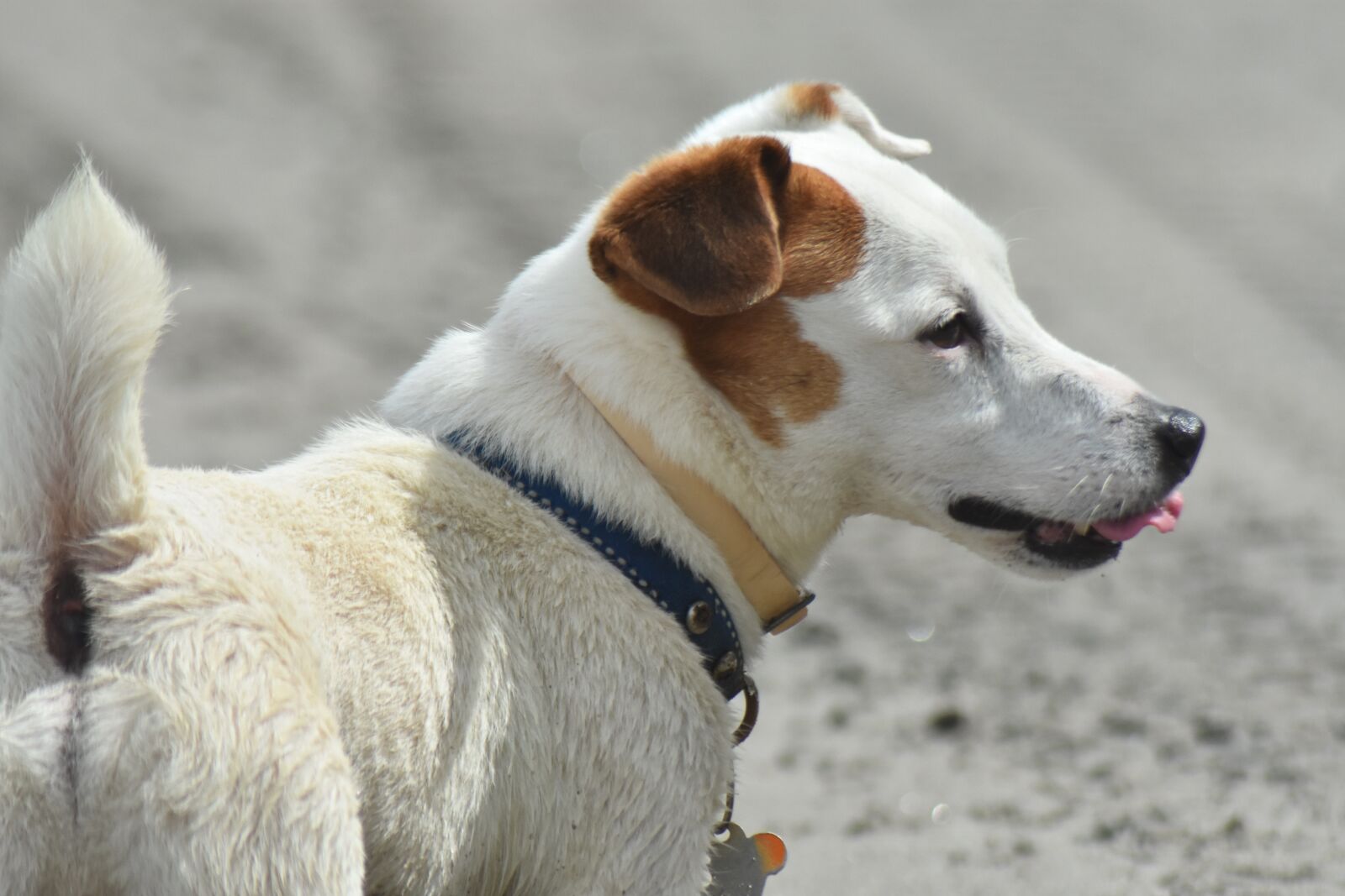 Nikon D7200 sample photo. Dog, beach, sea photography