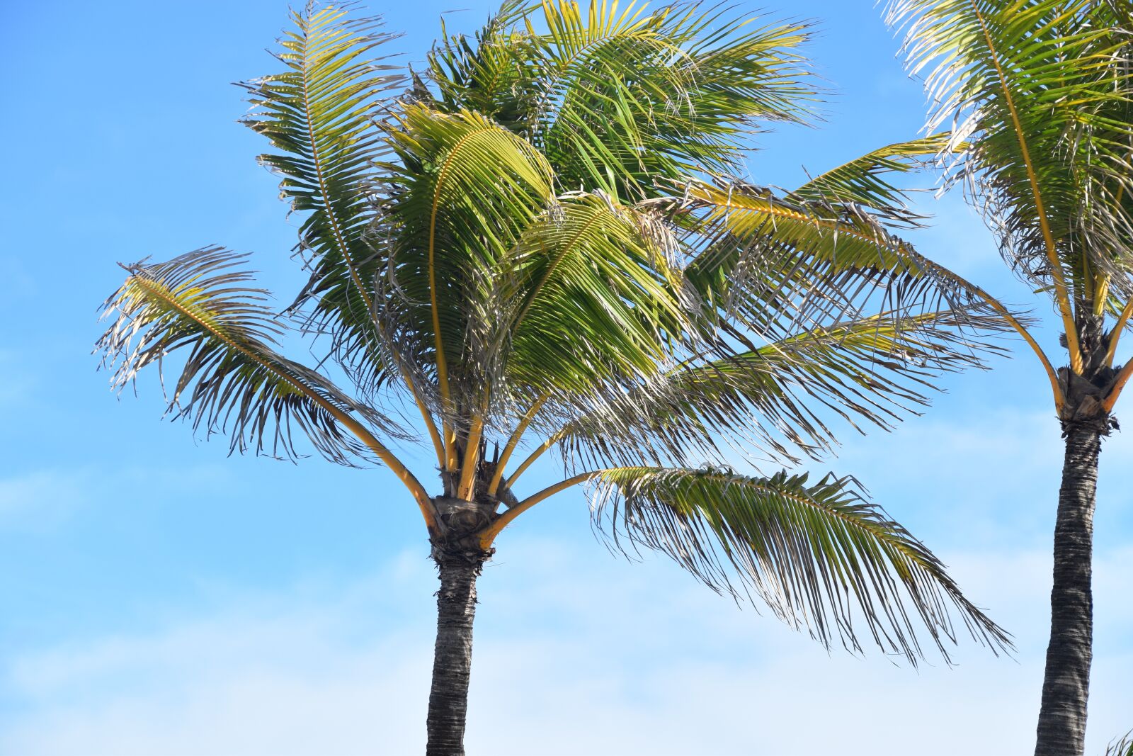 Nikon D3300 sample photo. Palm tree, tropical, palm photography