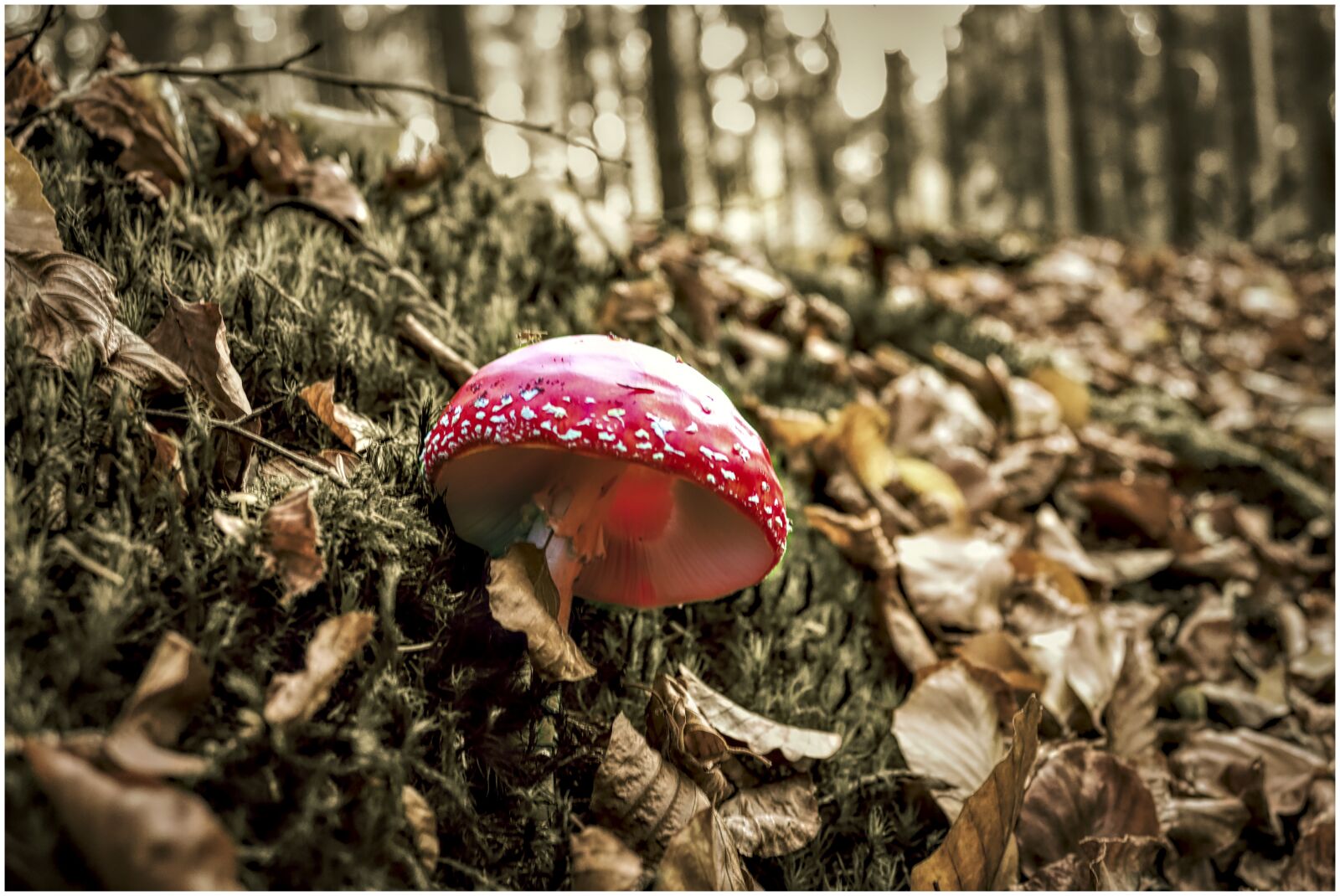 Canon EOS 200D (EOS Rebel SL2 / EOS Kiss X9) sample photo. Mushroom, forest, autumn photography