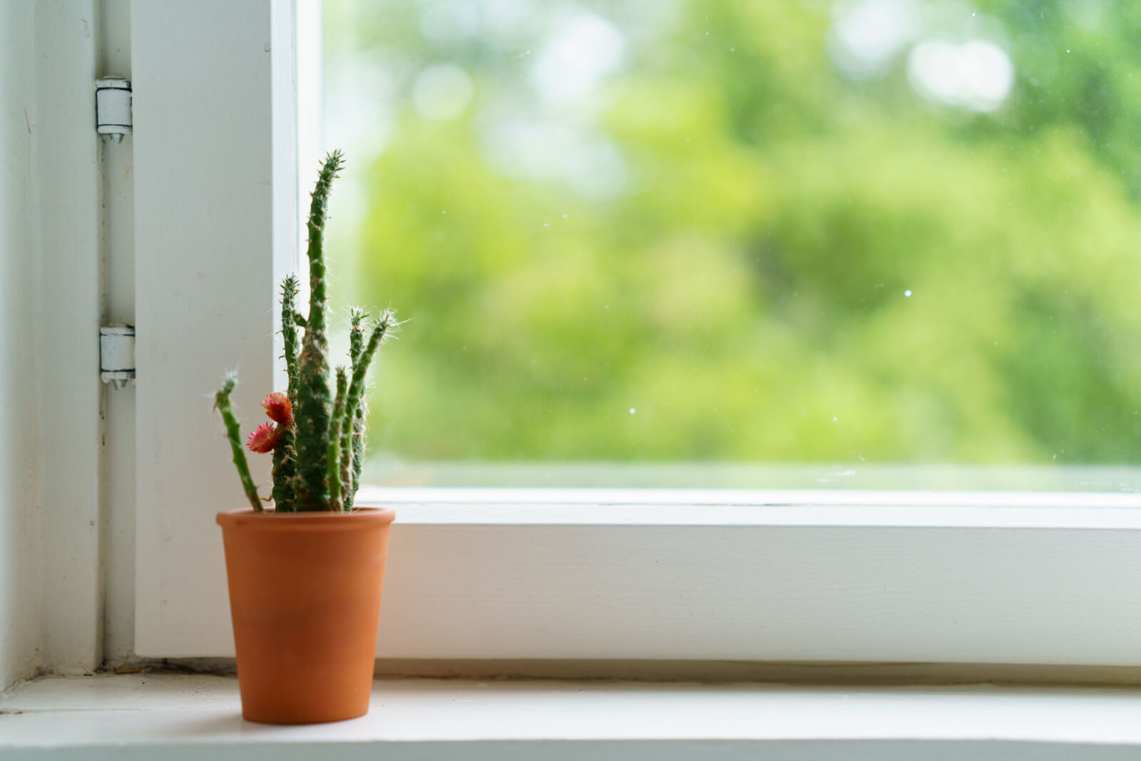 Sigma 50mm F2 DG DN | C sample photo. Cactus window photography