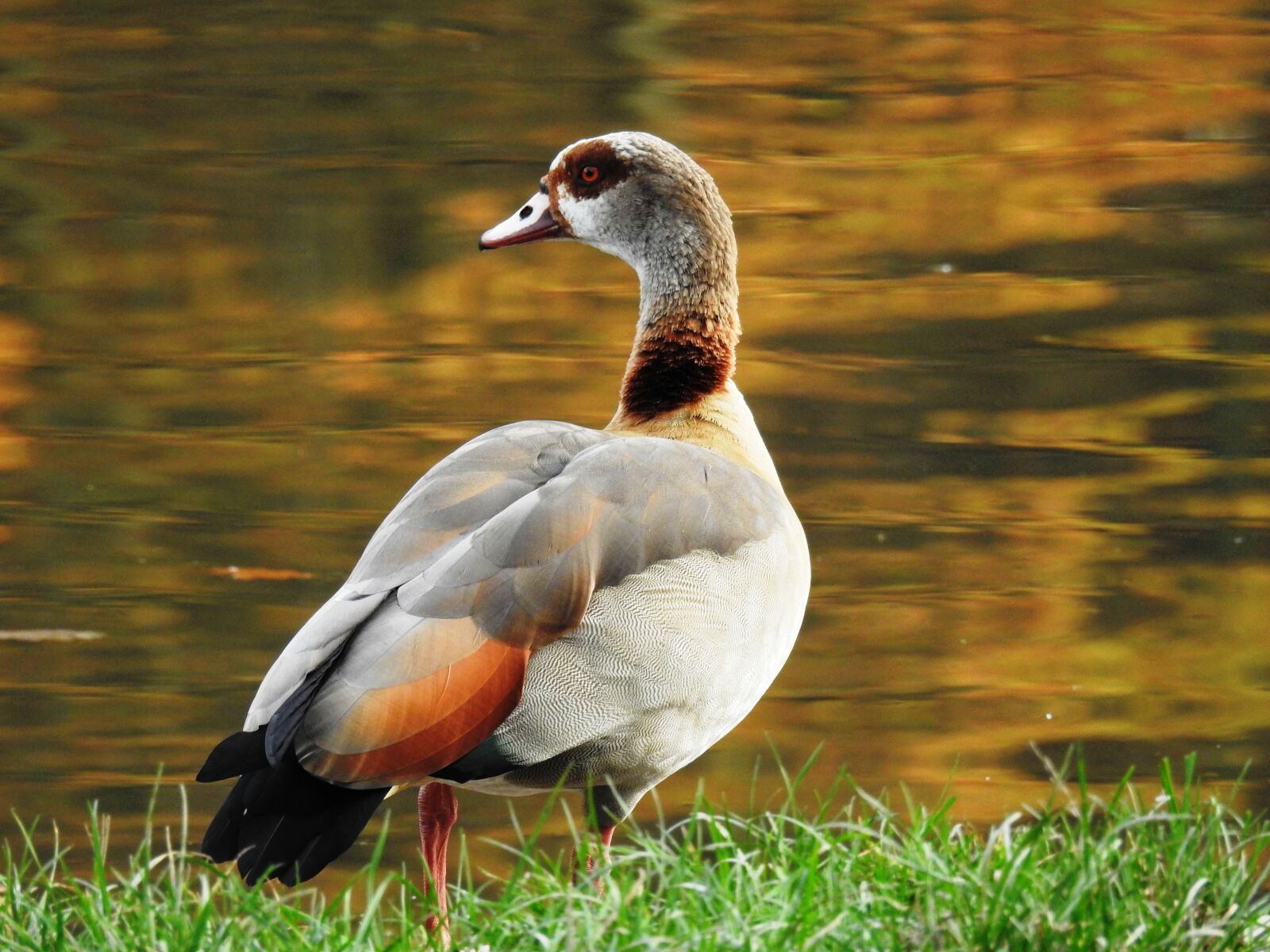 Nikon Coolpix P900 sample photo. Duck, bird, puddle photography