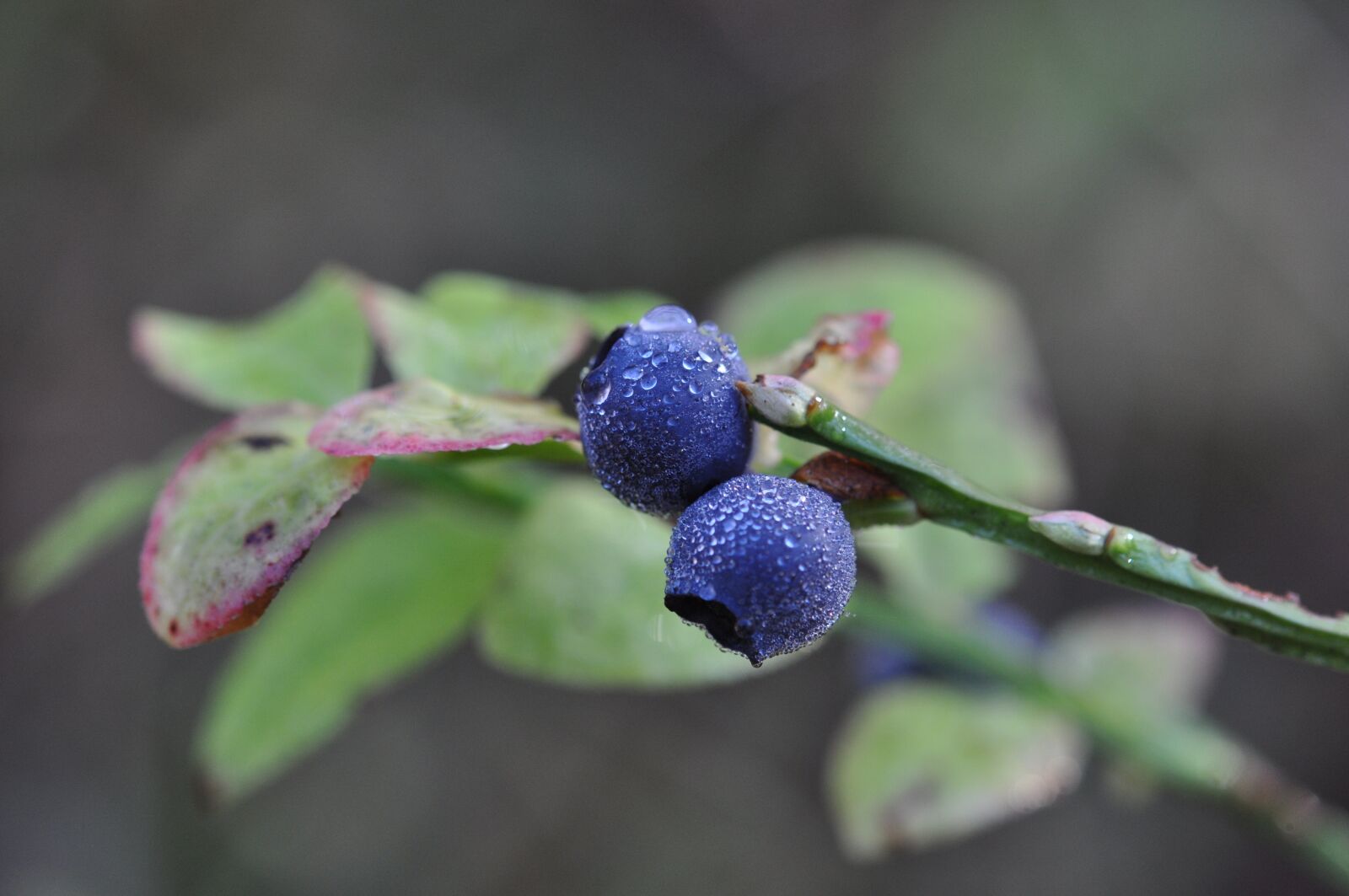 Nikon D5000 sample photo. Blueberry, blue berries, berries photography