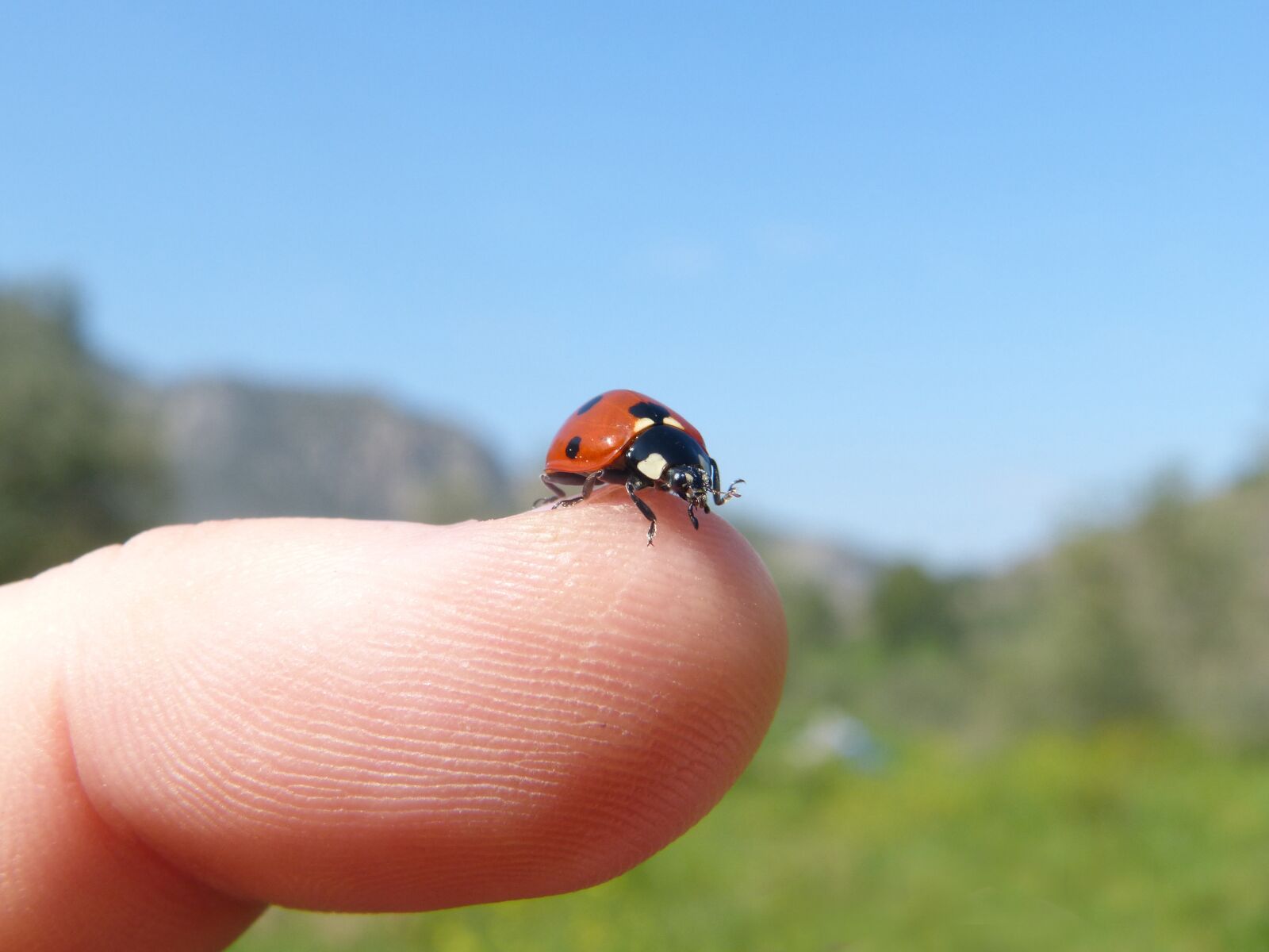 Panasonic DMC-FZ62 sample photo. Ladybug, marieta, insect photography