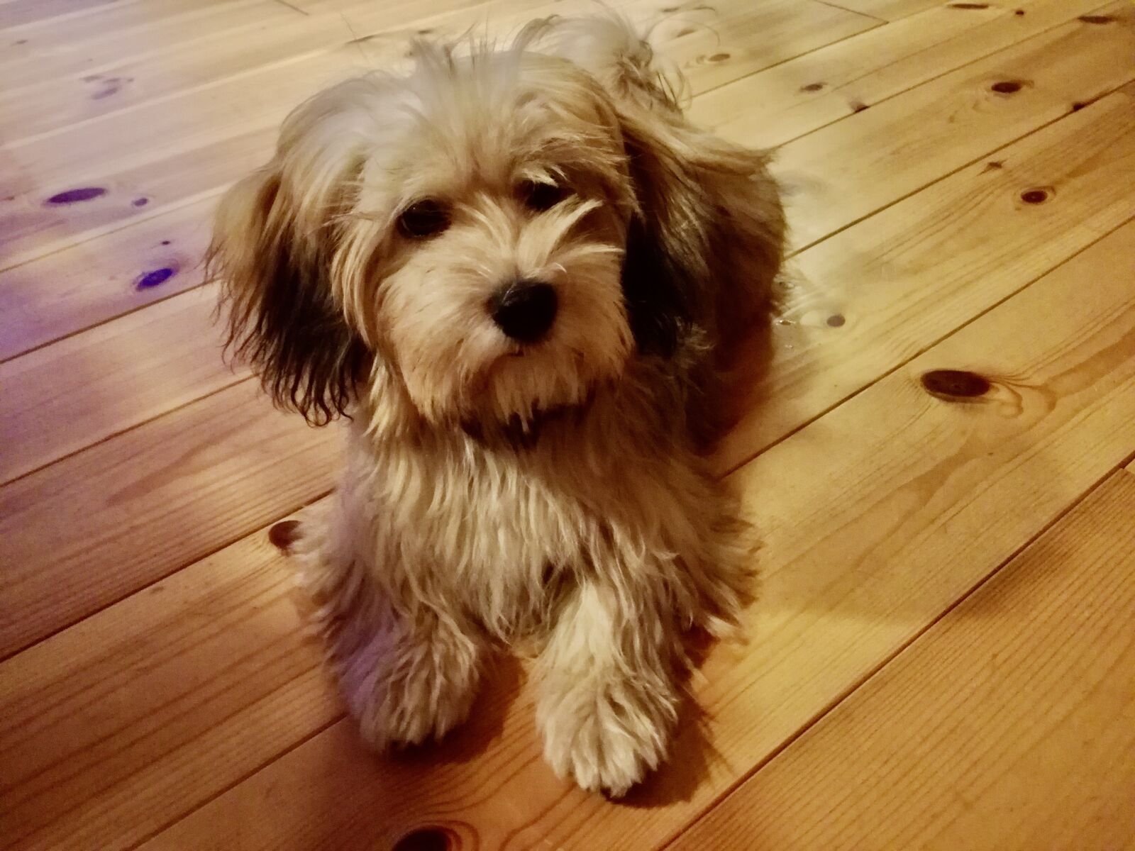 HUAWEI P9 LITE sample photo. Havanese puppy, cute, dog photography