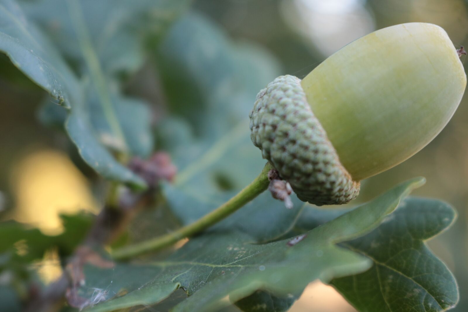 Canon EOS 750D (EOS Rebel T6i / EOS Kiss X8i) sample photo. Acorn, green, nature photography