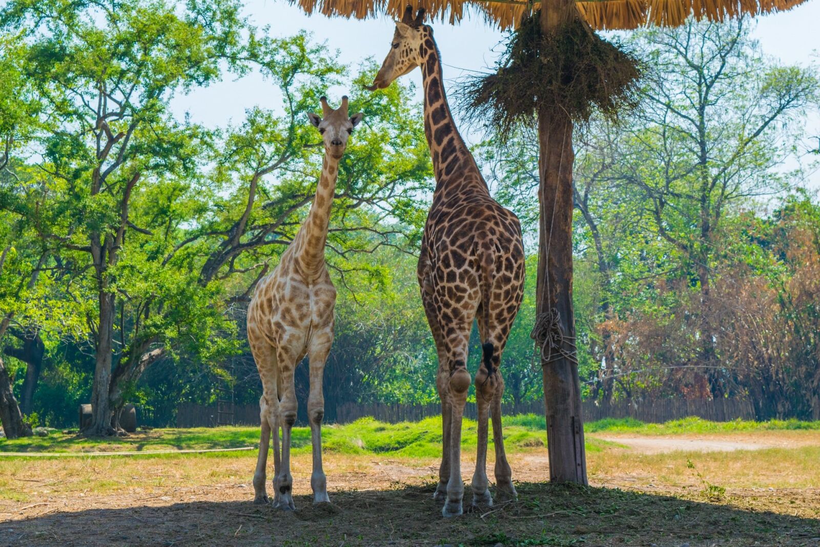Nikon D3300 sample photo. Giraffe, giraffes, safari photography