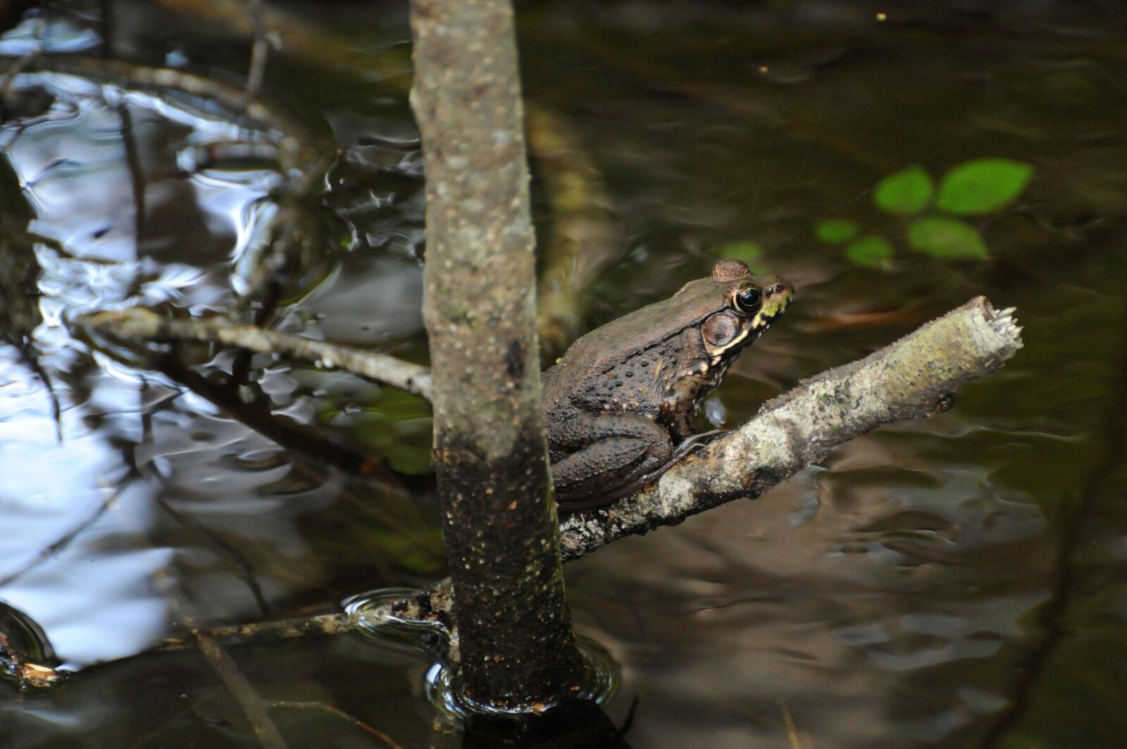 Nikon AF-S Nikkor 70-300mm F4.5-5.6G VR sample photo. River, frog, amphibian, branch photography