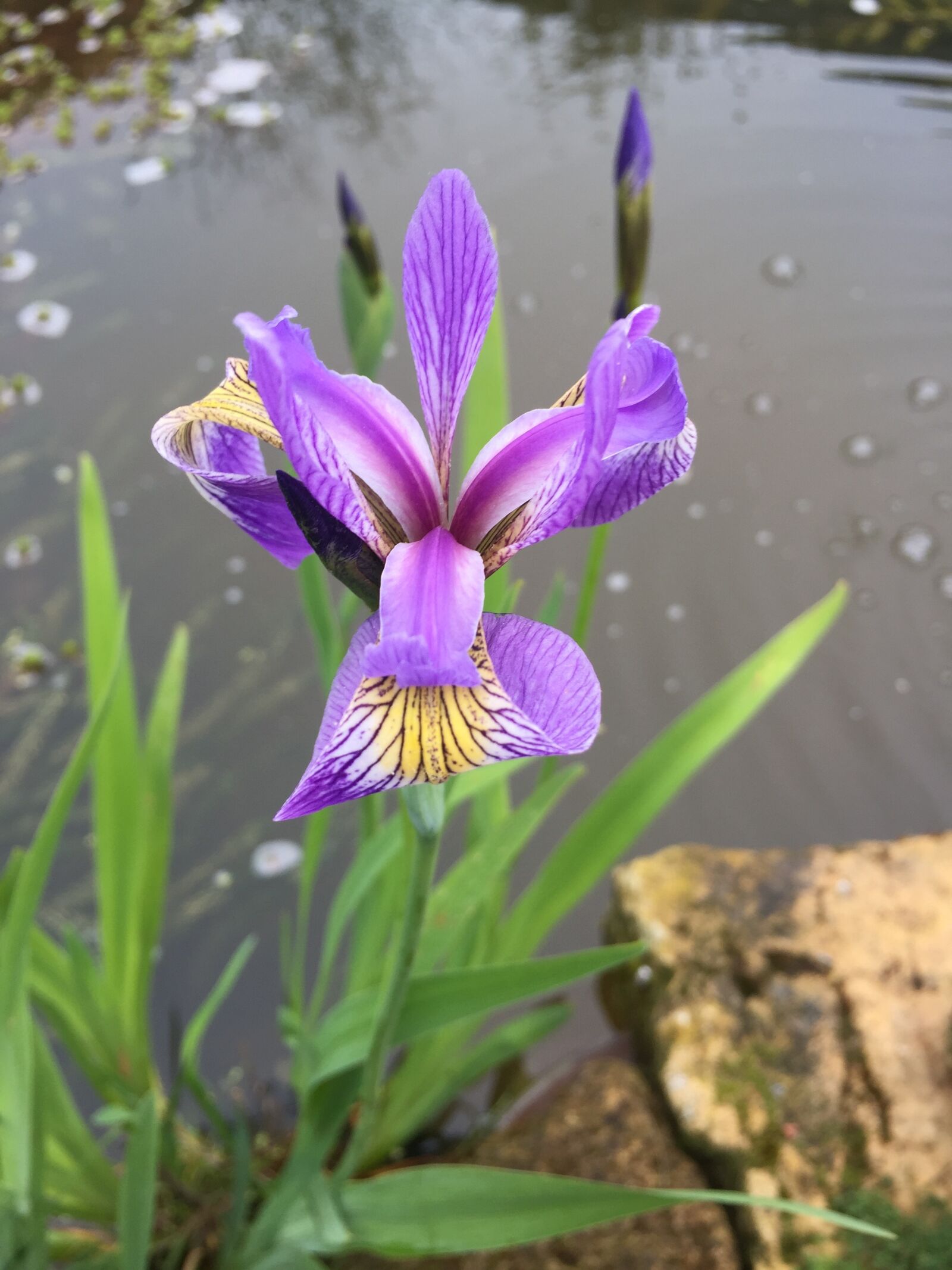 Apple iPhone 6 sample photo. Iris, purple flower, purple photography