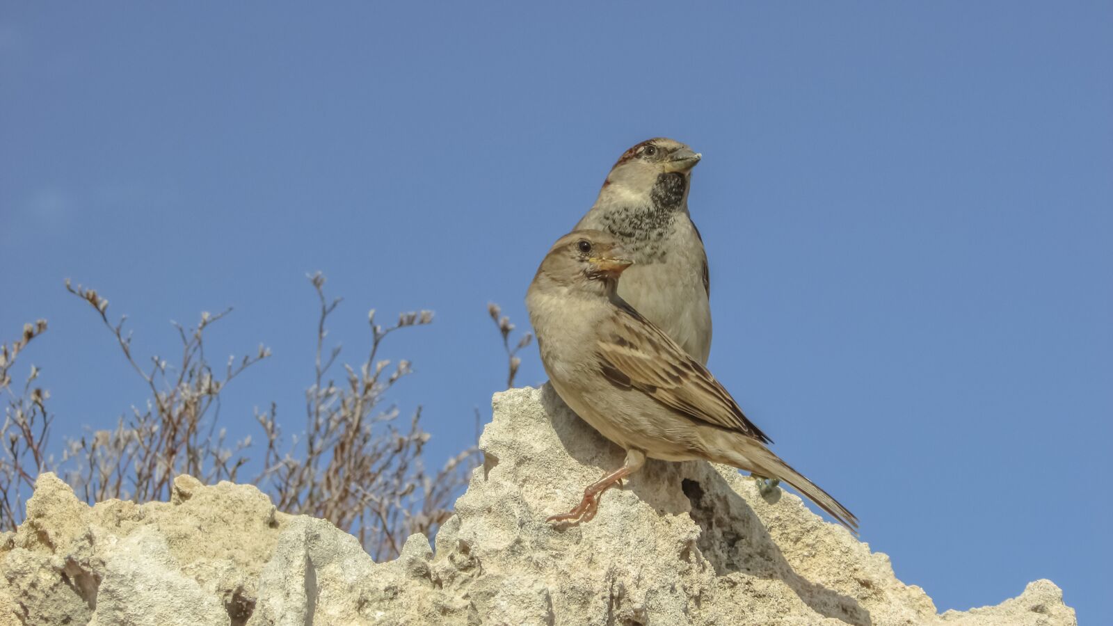 Canon PowerShot SX400 IS sample photo. Sparrows, nature, outdoors photography