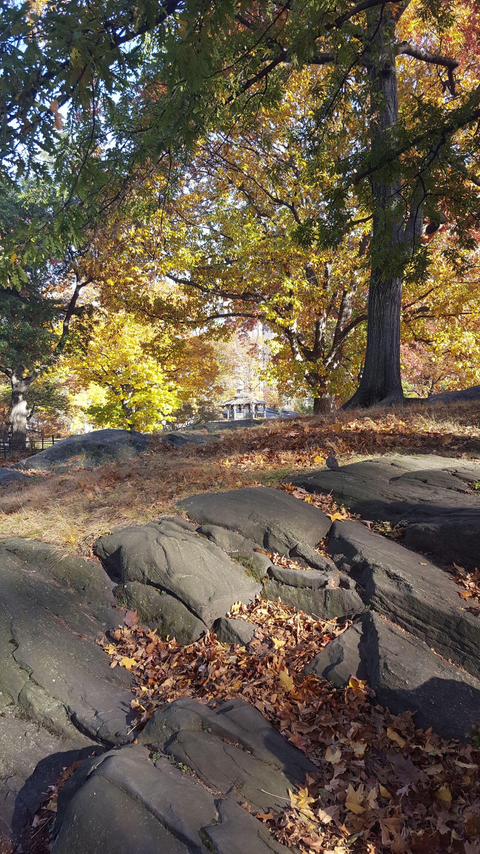 Samsung Galaxy S6 sample photo. Central, park, fall, foliage photography
