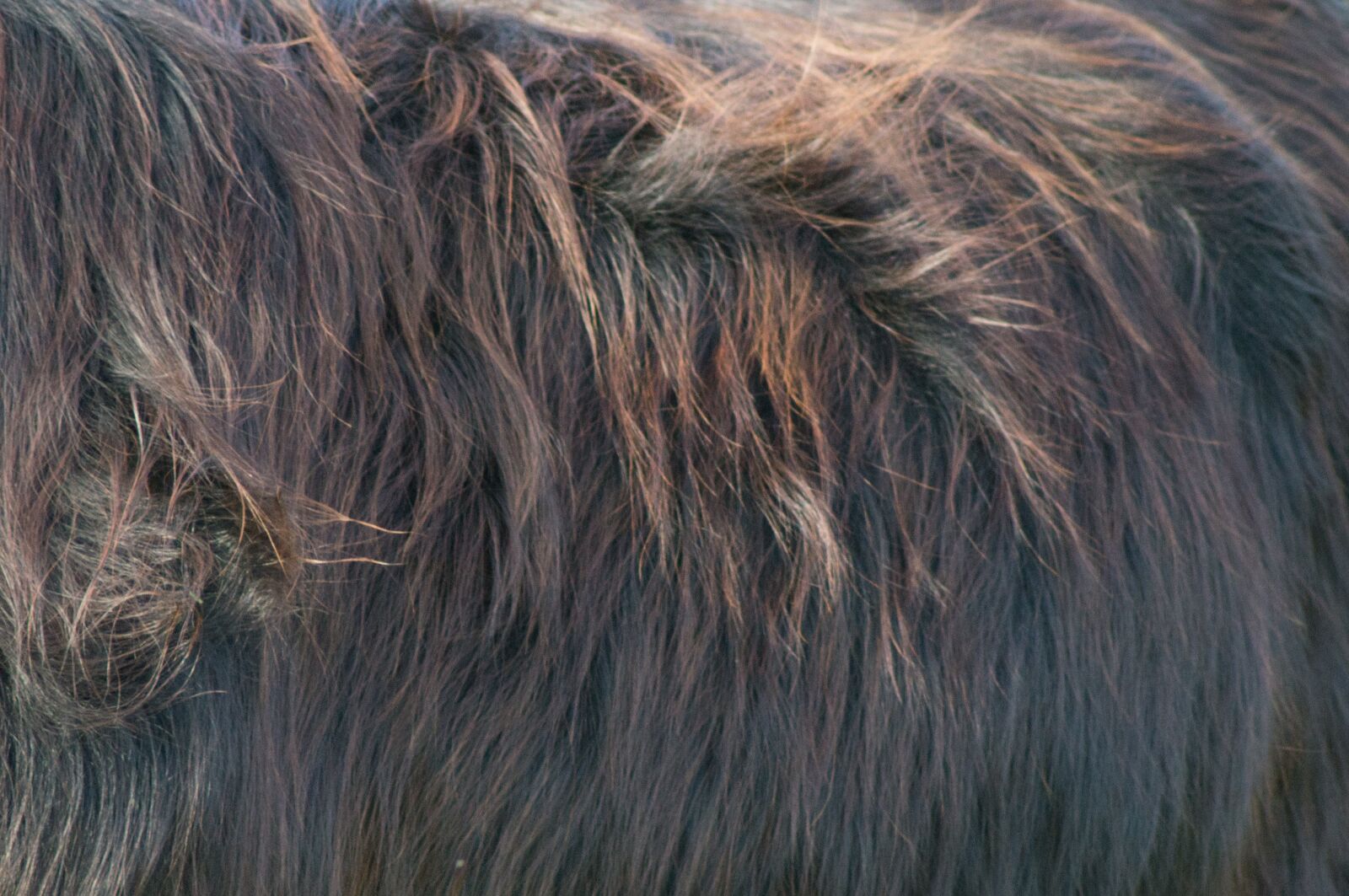 Sony SLT-A57 sample photo. Fur, animal, nature photography