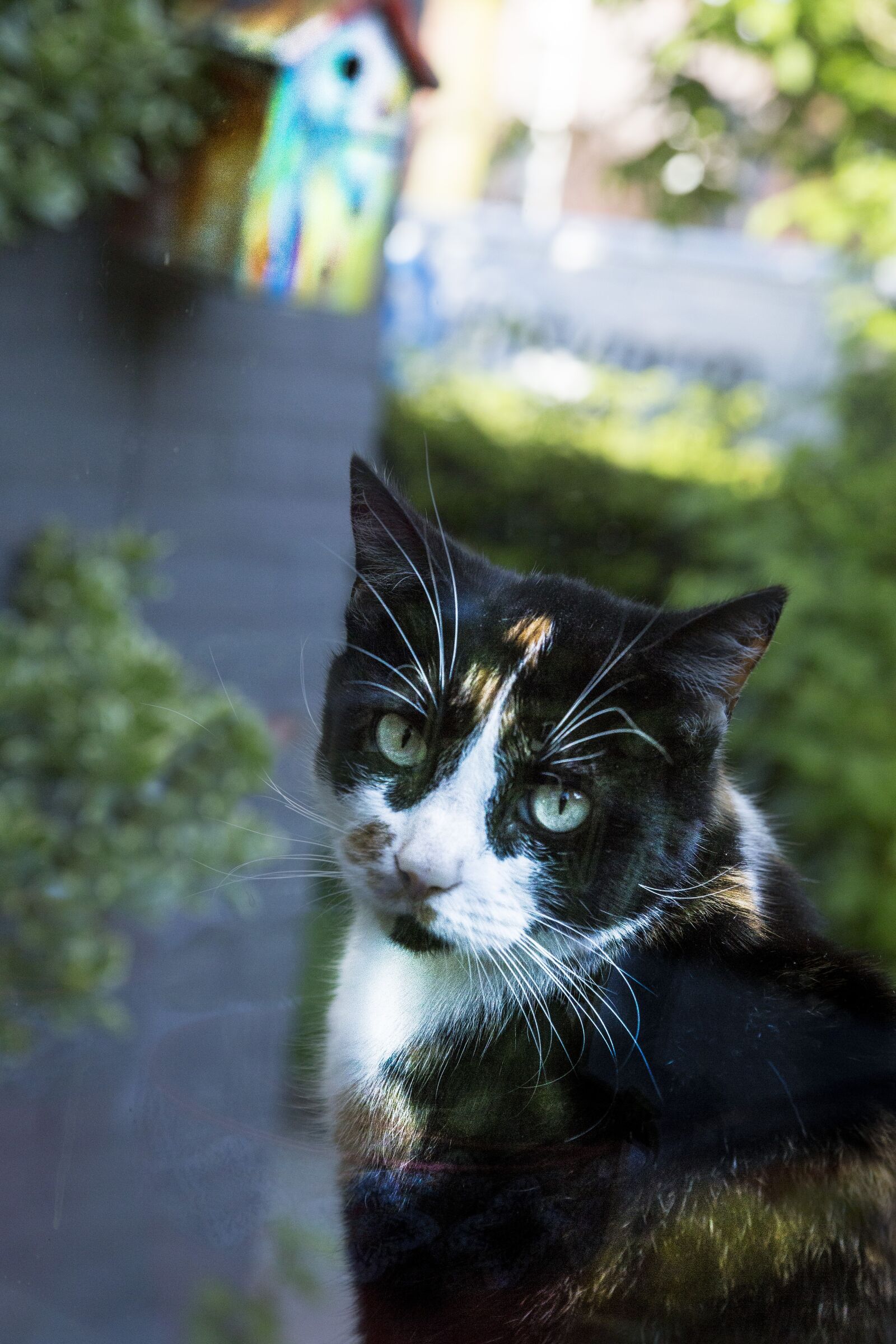 Canon EOS 6D + Canon EF 24-105mm F4L IS USM sample photo. Cats, rob, birds photography