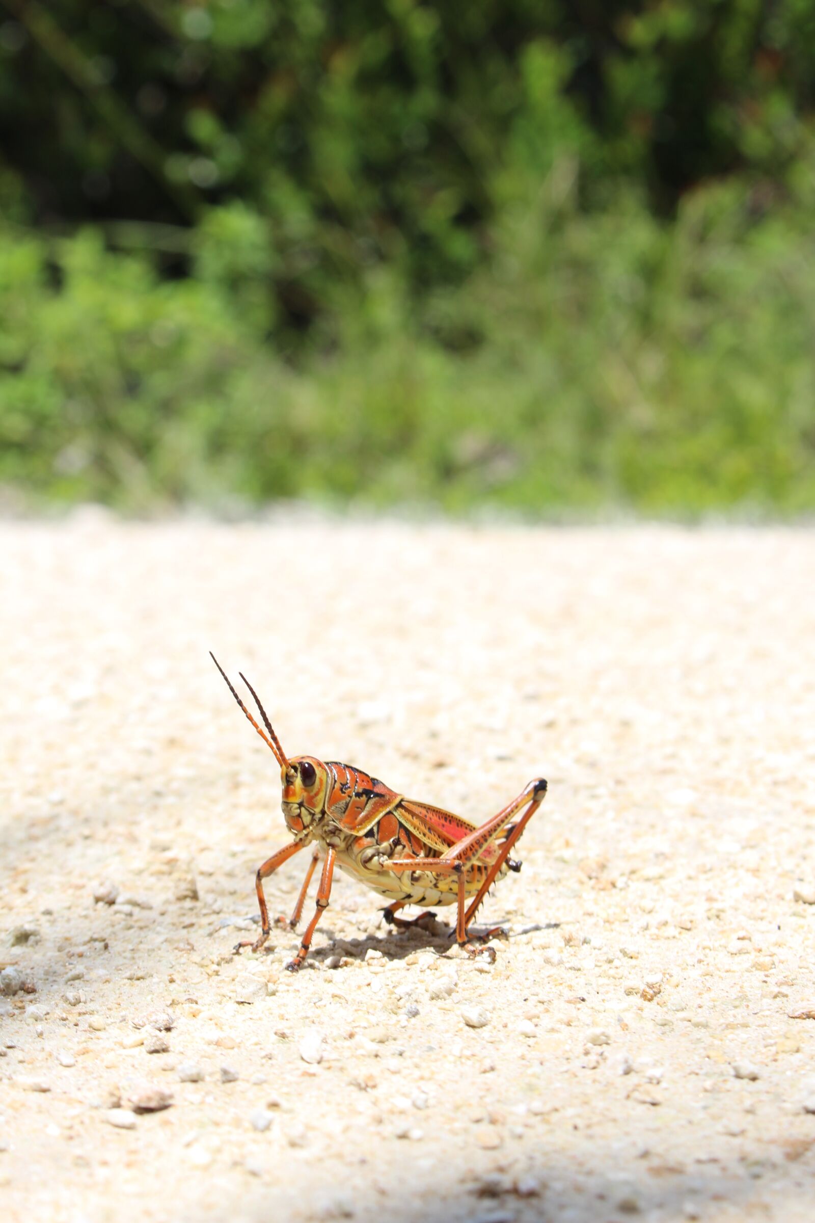 Canon EOS 700D (EOS Rebel T5i / EOS Kiss X7i) sample photo. Insect, orange, summer photography