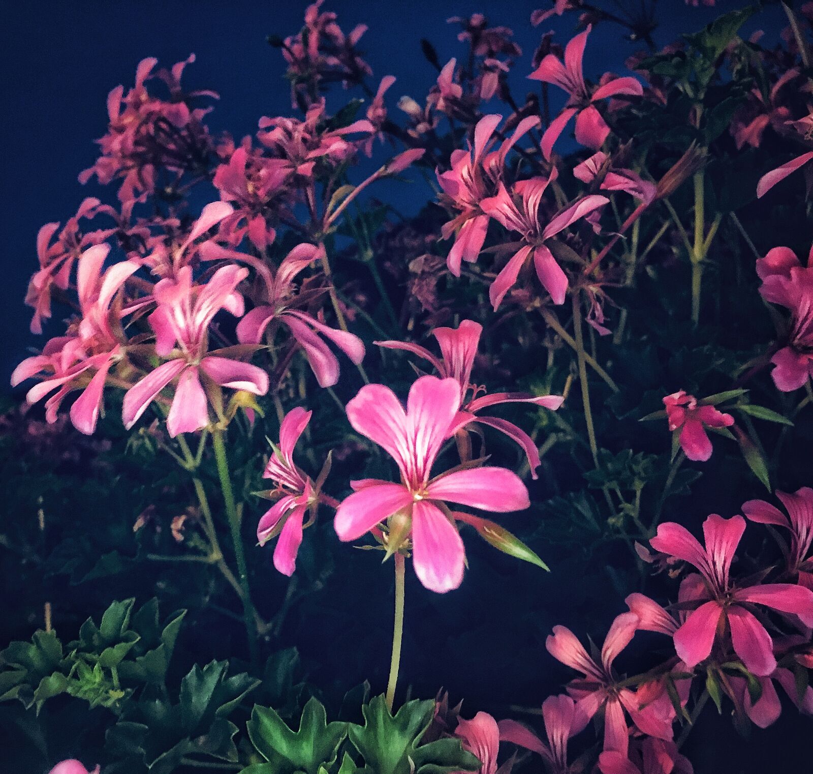 iPhone 6s Plus back camera 4.15mm f/2.2 sample photo. Nature, flower, summer photography