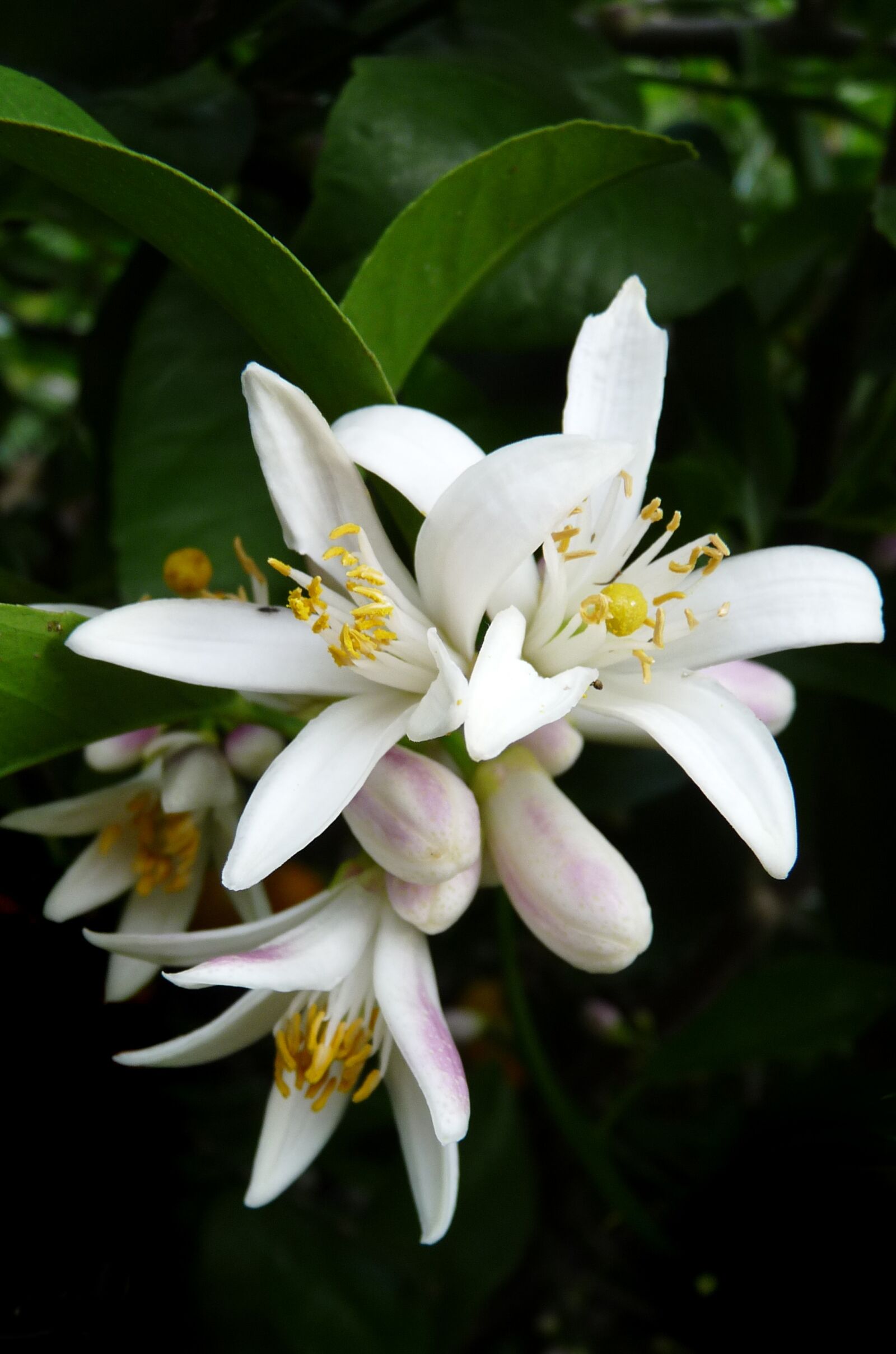Panasonic Lumix DMC-FZ28 sample photo. Lemon, flower, citrus photography