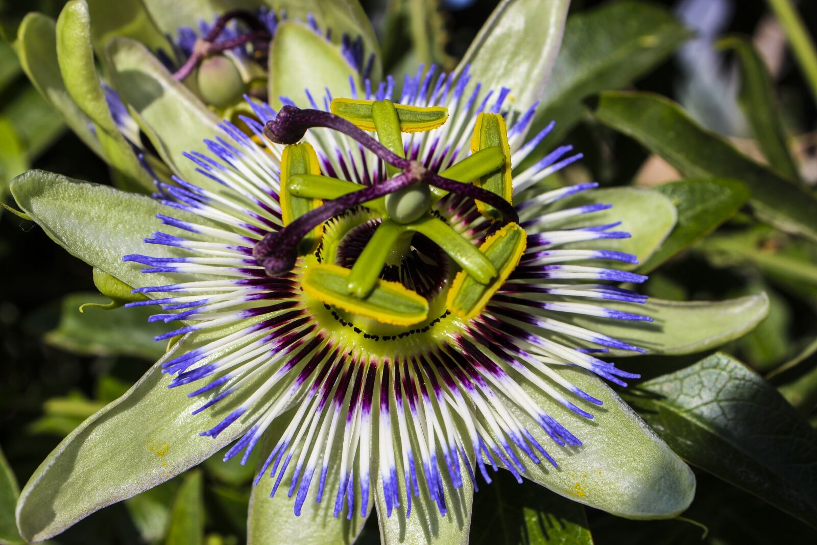 Canon EOS 600D (Rebel EOS T3i / EOS Kiss X5) sample photo. Passion flower, flowers, floral photography