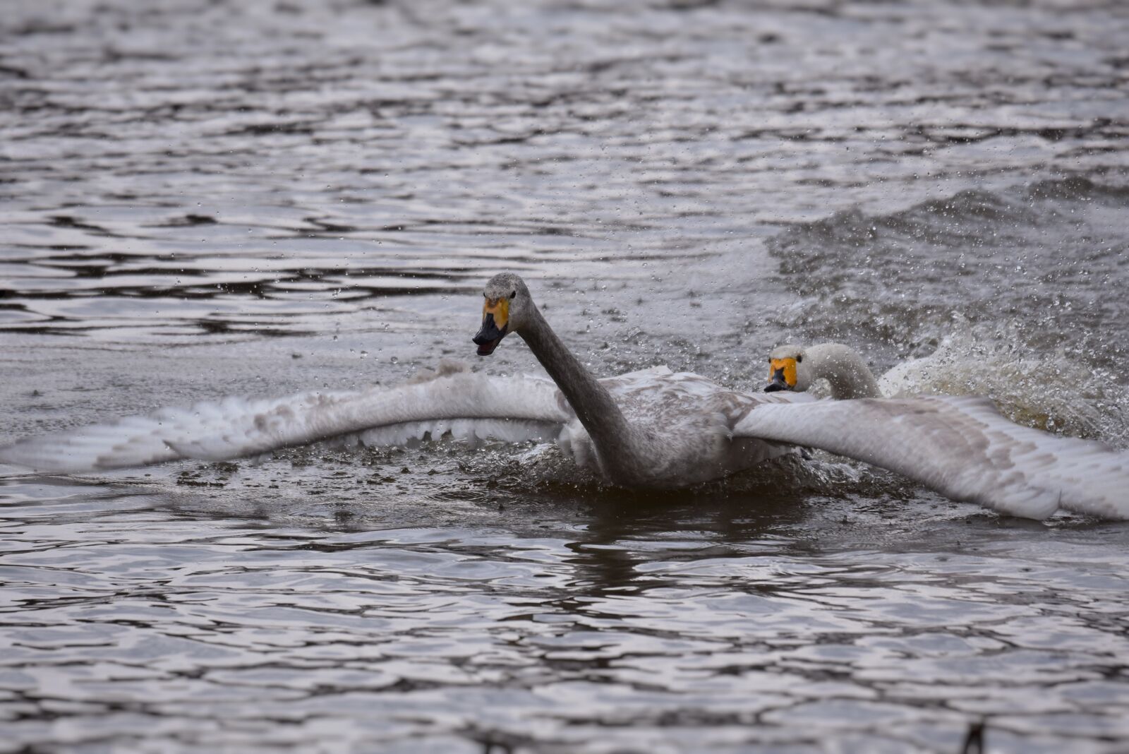 Nikon D7200 sample photo. Animal, lake, waterside photography