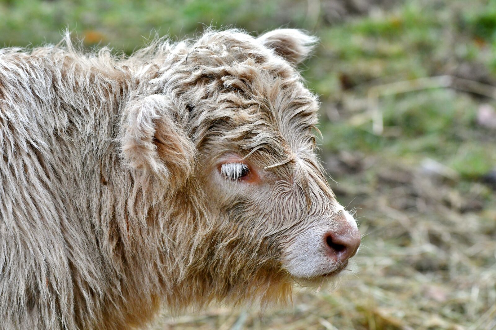 Nikon D500 sample photo. Calf, mammal, herkauwer photography