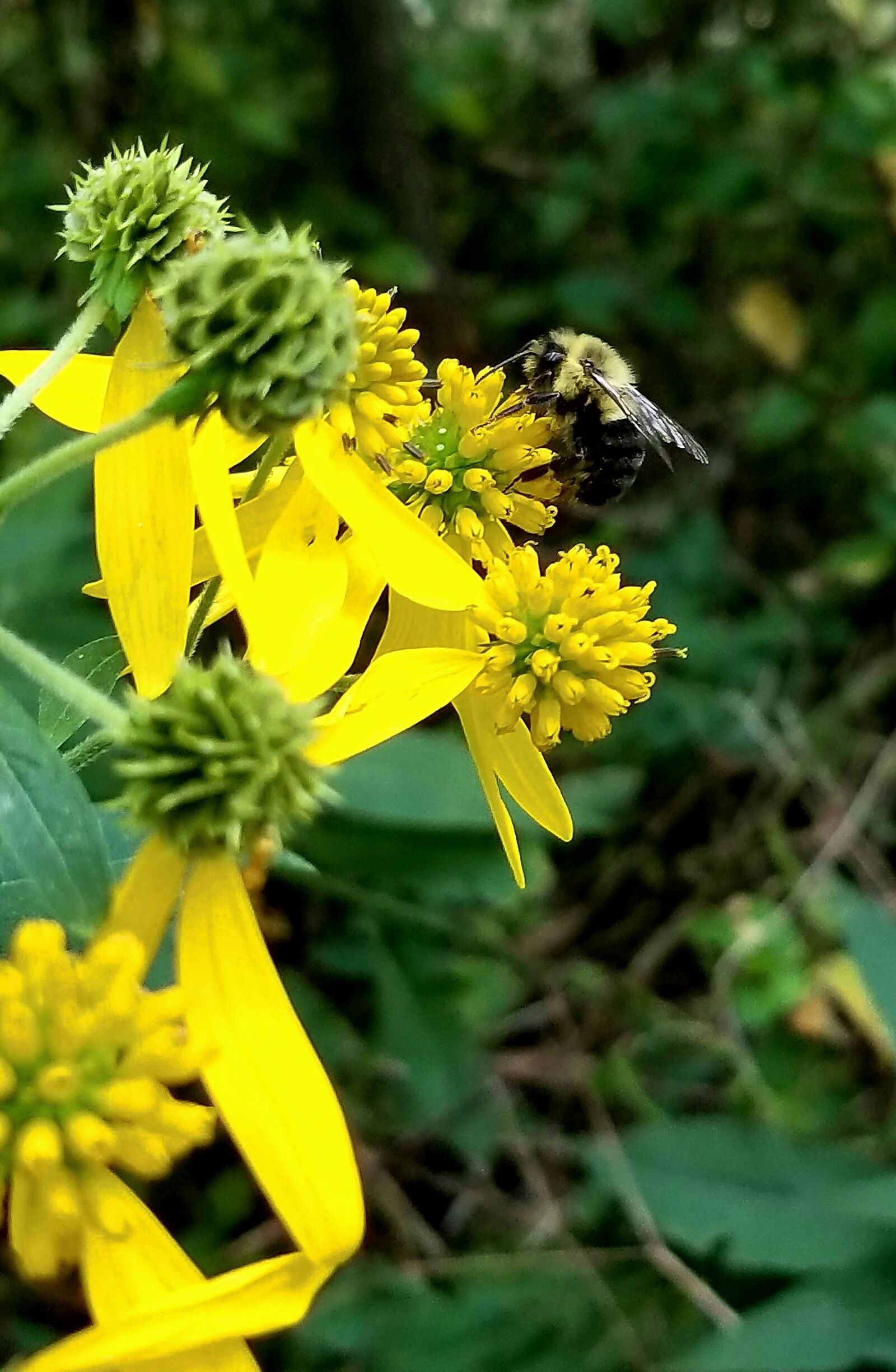Samsung Galaxy S8+ sample photo. Bumblebee, yellow, flower photography