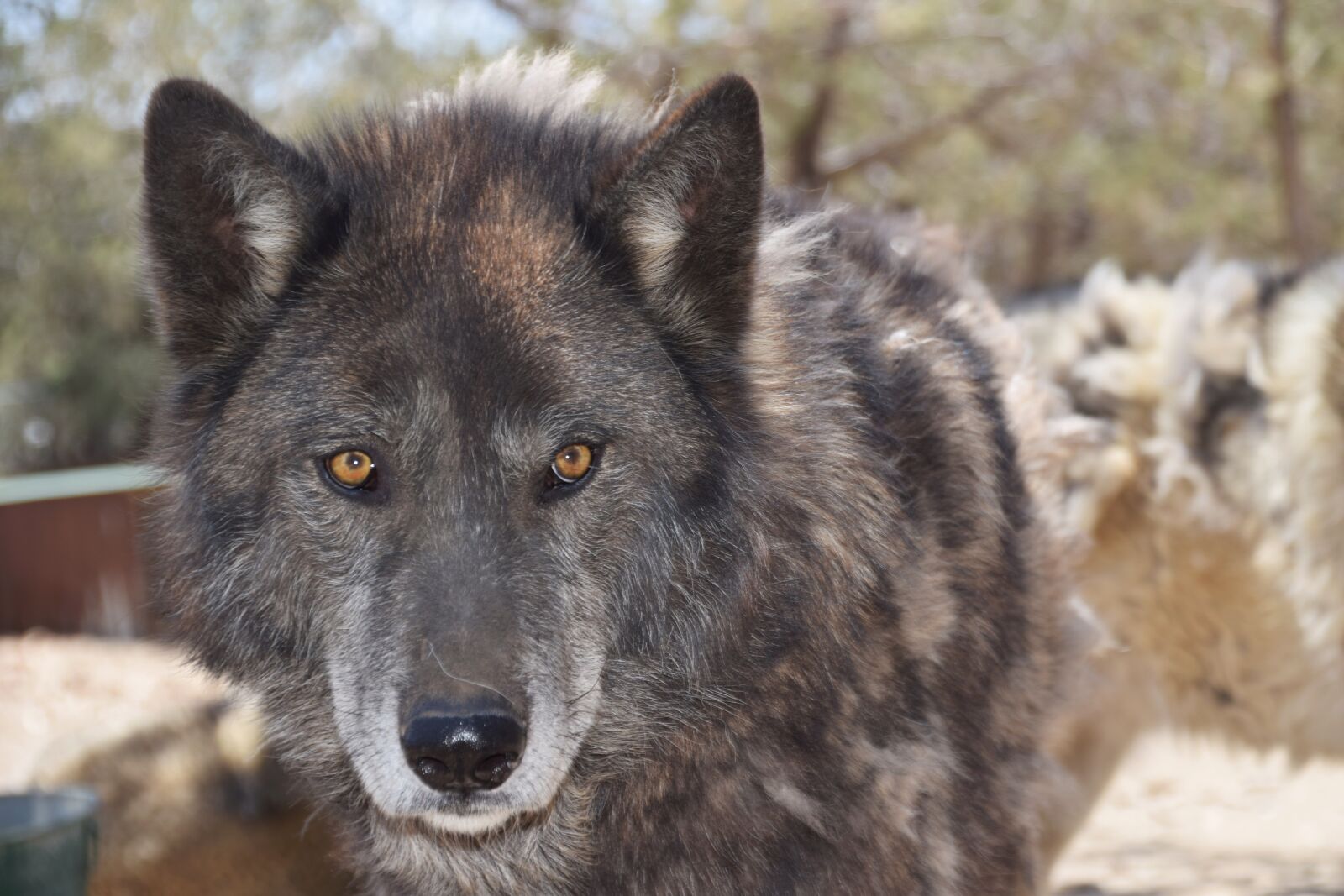 Nikon D5300 sample photo. Wolves, mammal, wild photography