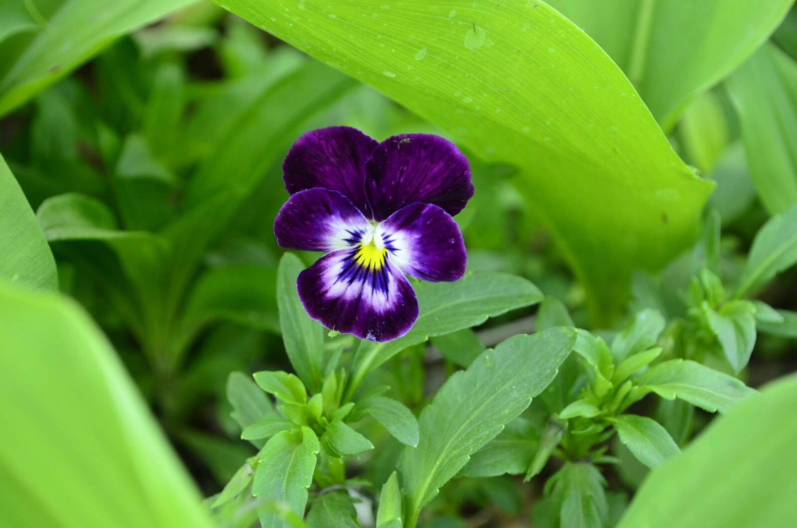 Nikon D5100 sample photo. Annie, violet, purple photography