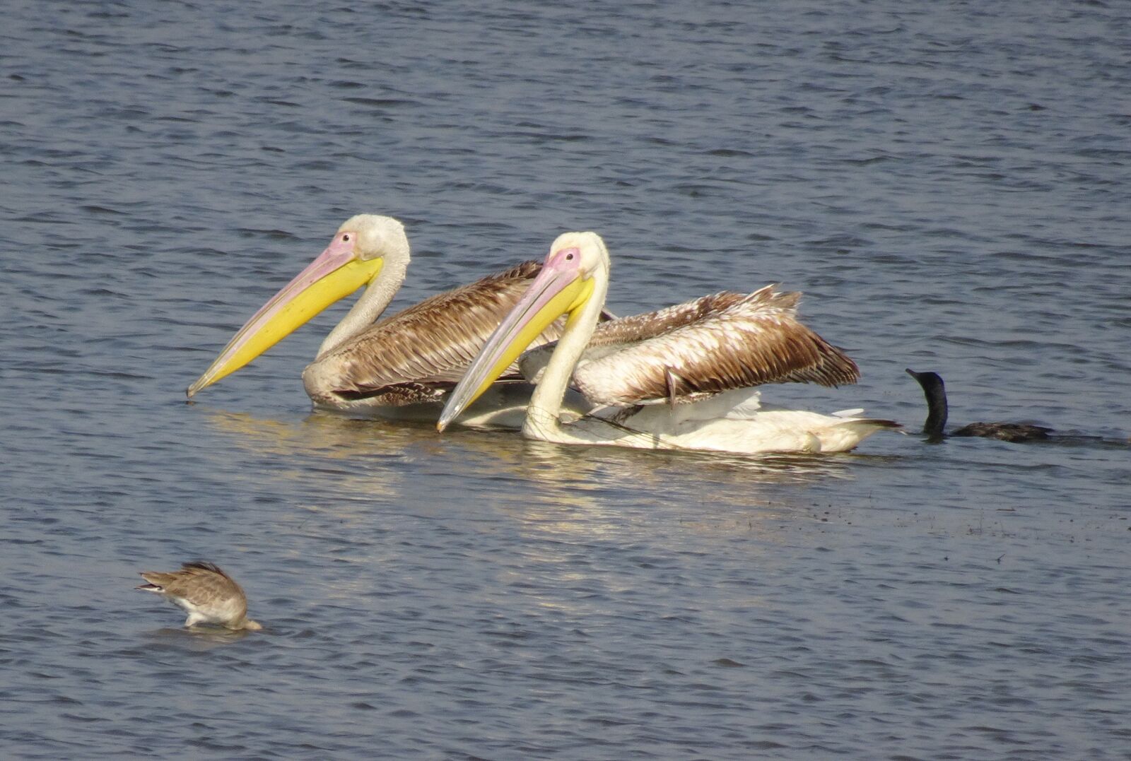 Sony Cyber-shot DSC-HX90V sample photo. Pelican, bird, great white photography