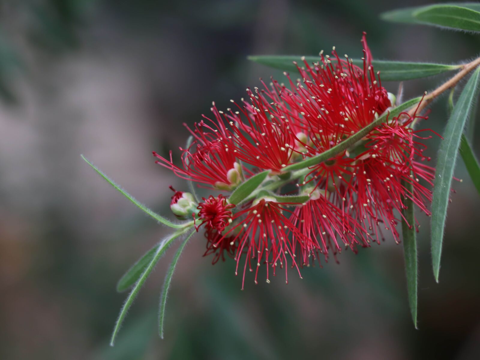 Canon EOS 77D (EOS 9000D / EOS 770D) sample photo. Flower, red, bloom photography