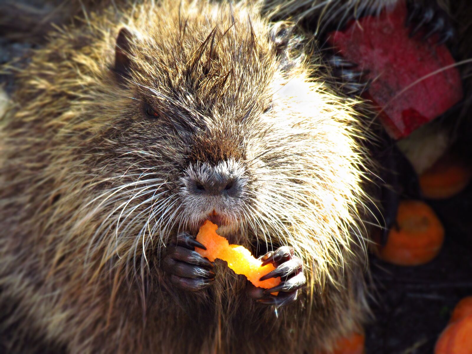 Canon PowerShot SX30 IS sample photo. Nutria, animal, mammal photography
