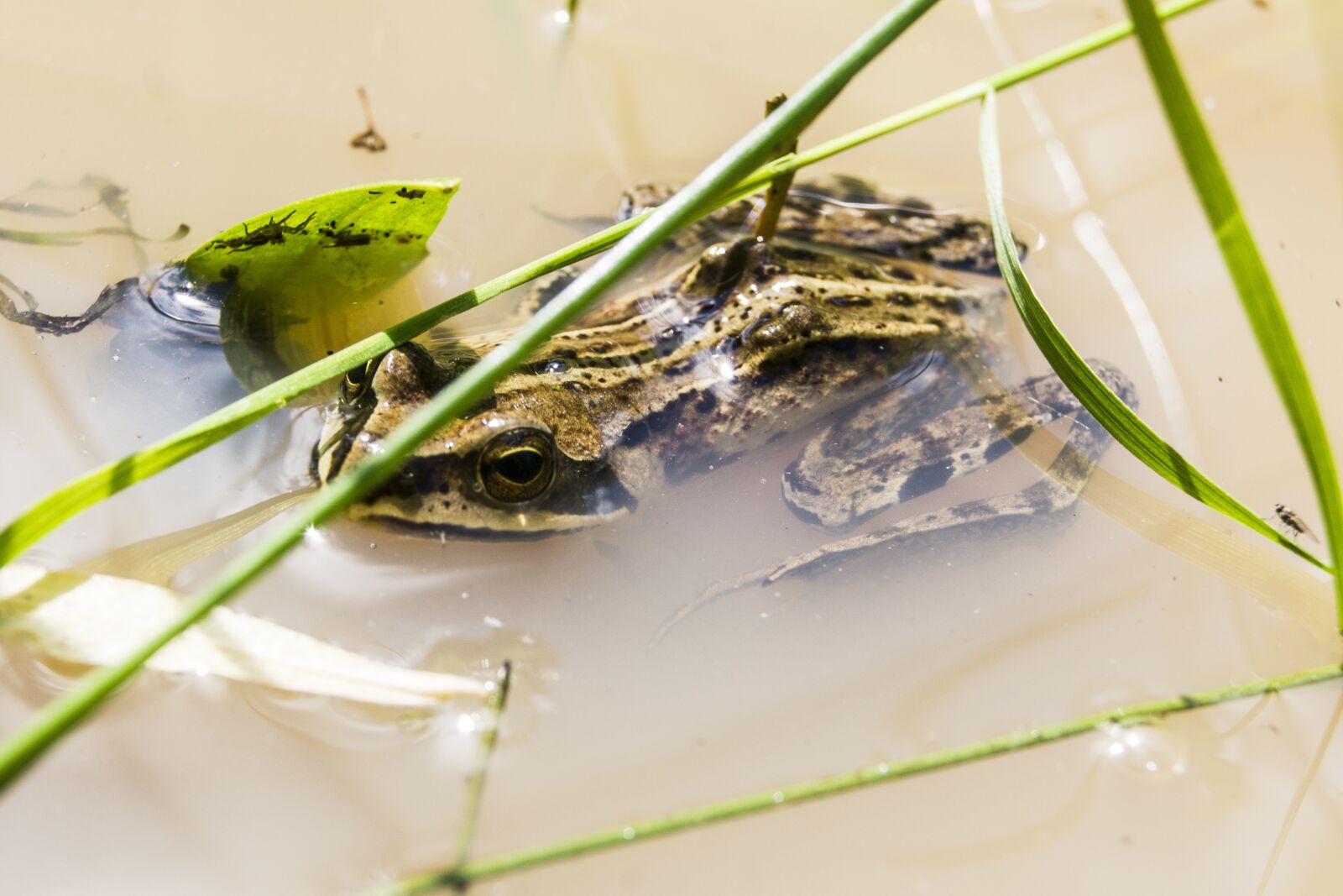 Sony Alpha DSLR-A550 sample photo. Frog, amphibian, swamp photography