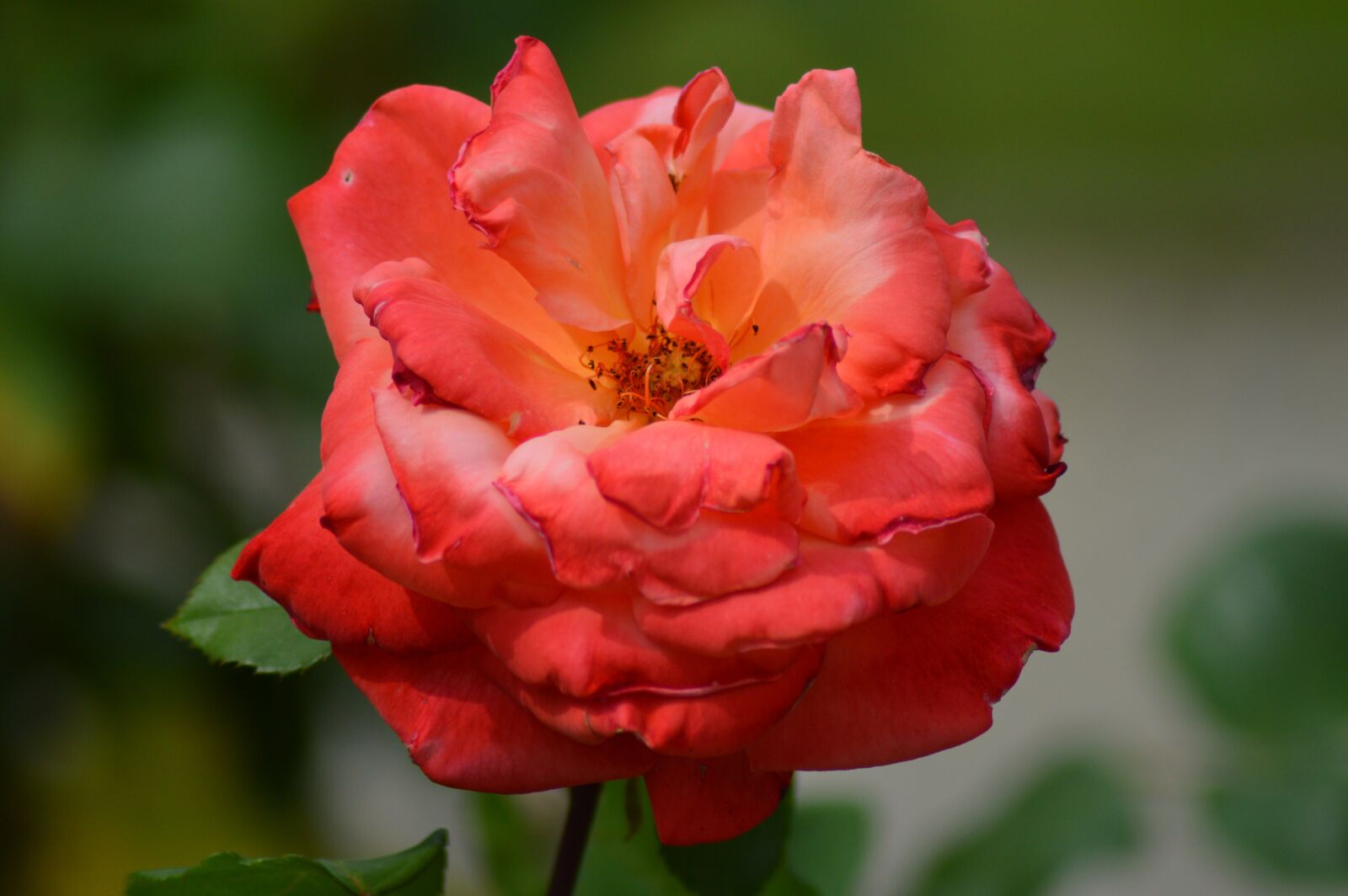 Nikon D3200 sample photo. Pink, flower, garden photography