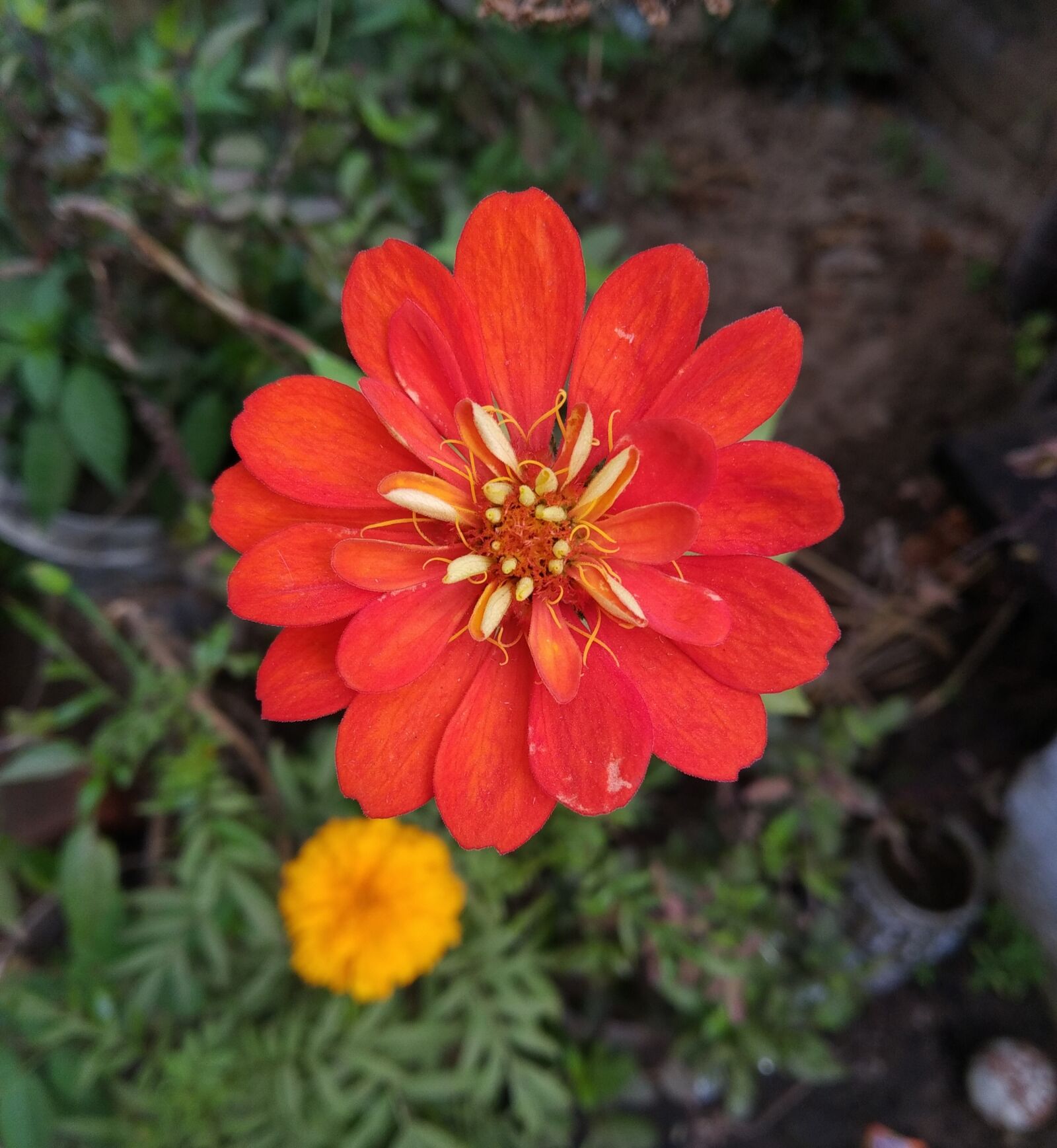 Xiaomi Redmi Y3 sample photo. Redflower, indian, army photography