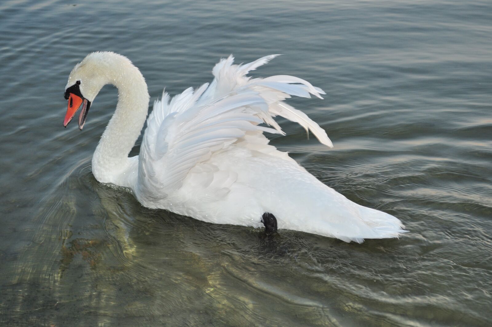 Nikon D90 sample photo. Swan, animal, water photography