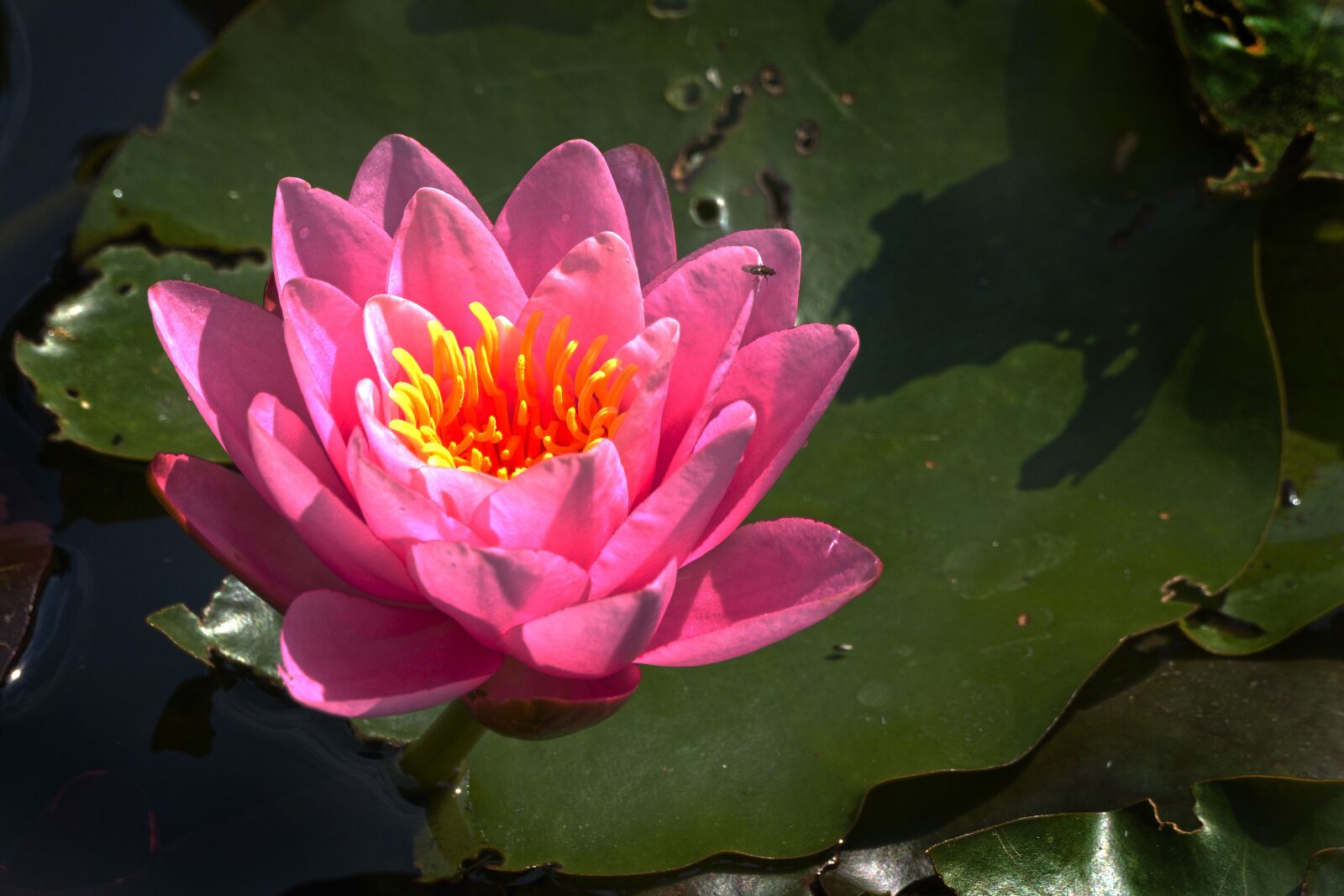 Panasonic Lumix DMC-FZ1000 sample photo. Water lily, aquatic plant photography