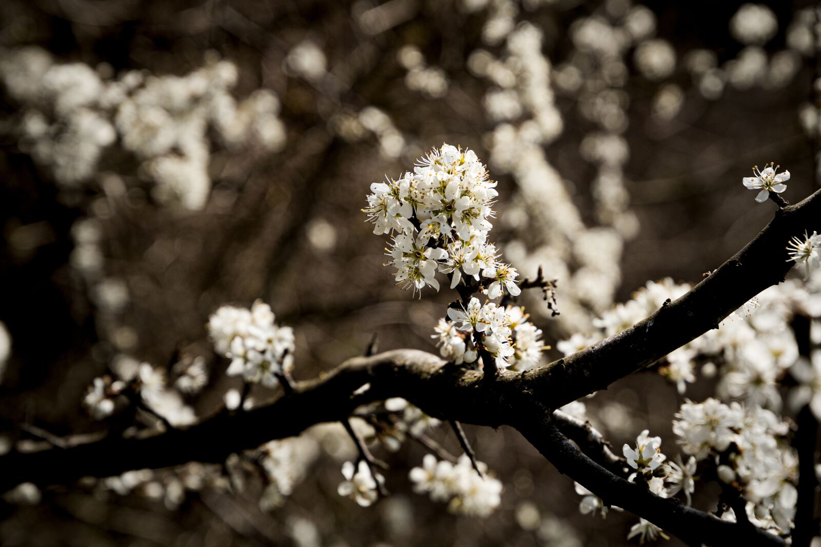 Canon EOS R sample photo. Flowers, tree, branch photography