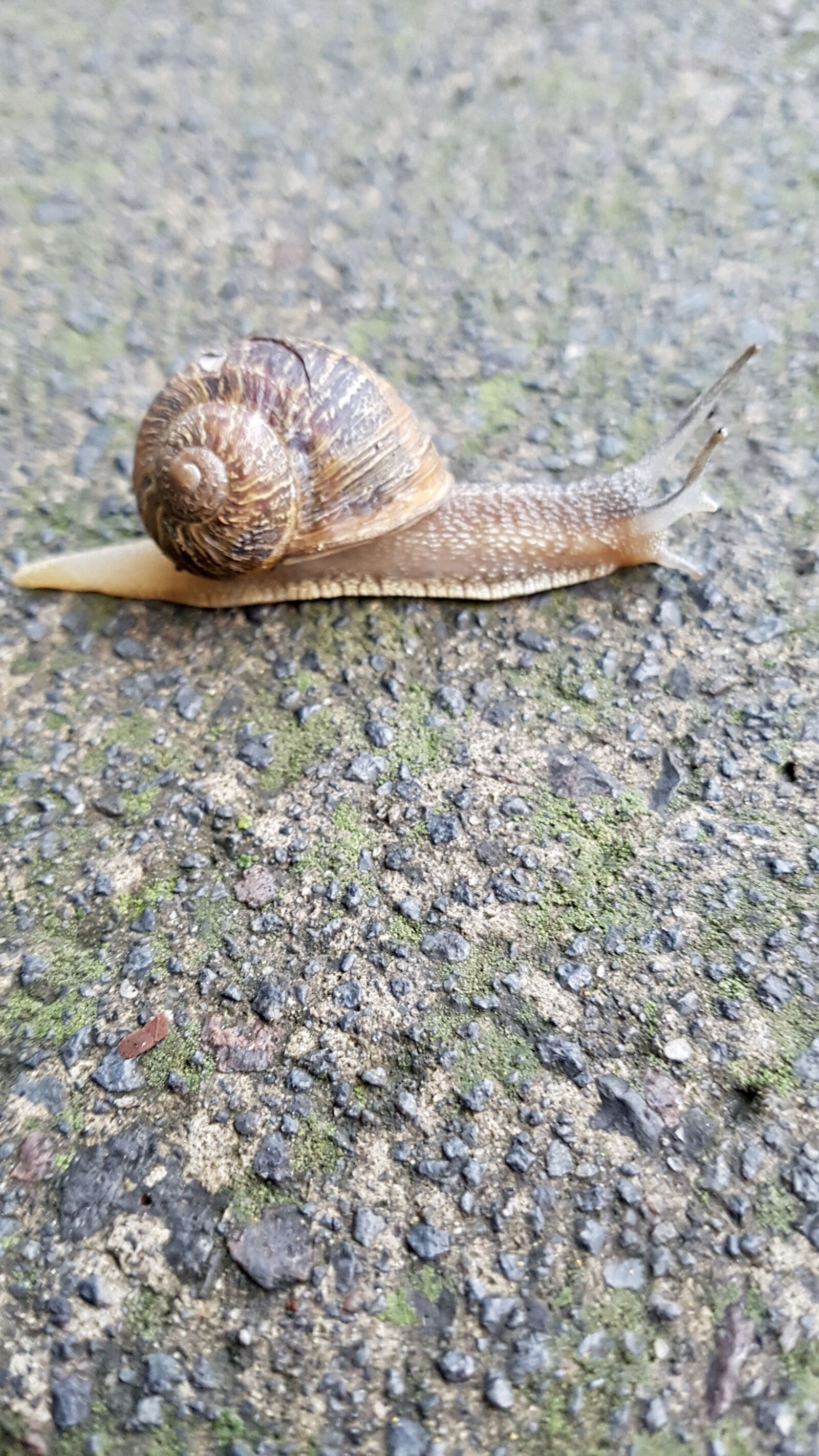 Samsung Galaxy S7 Edge sample photo. Snail, gastropod, nature photography
