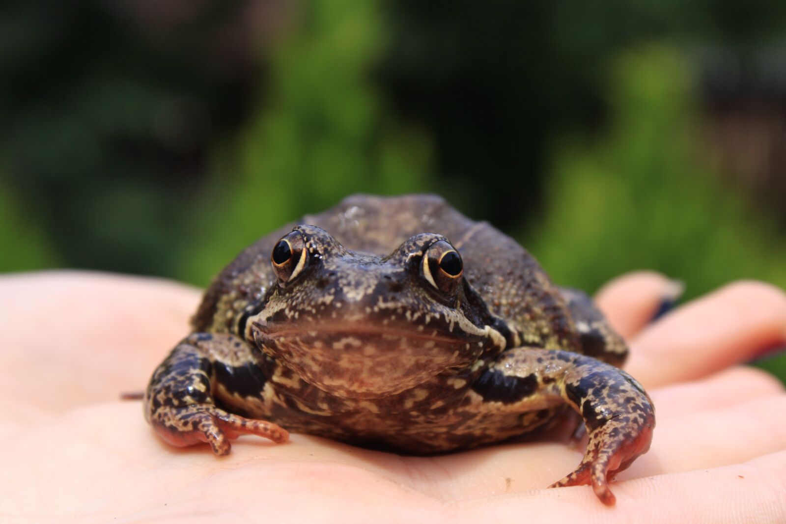 Canon EOS 50D sample photo. The frog, the hand photography
