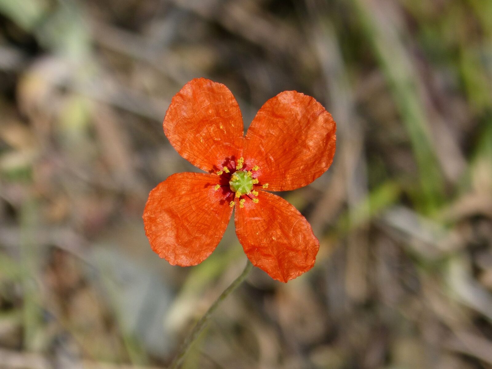 Panasonic DMC-FZ62 sample photo. Flower, sad poppy, poppy photography