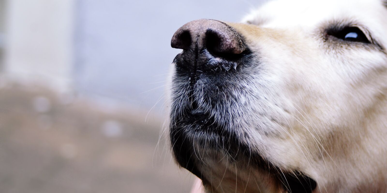 Nikon D3100 sample photo. Dog, golden retriver, labrador photography