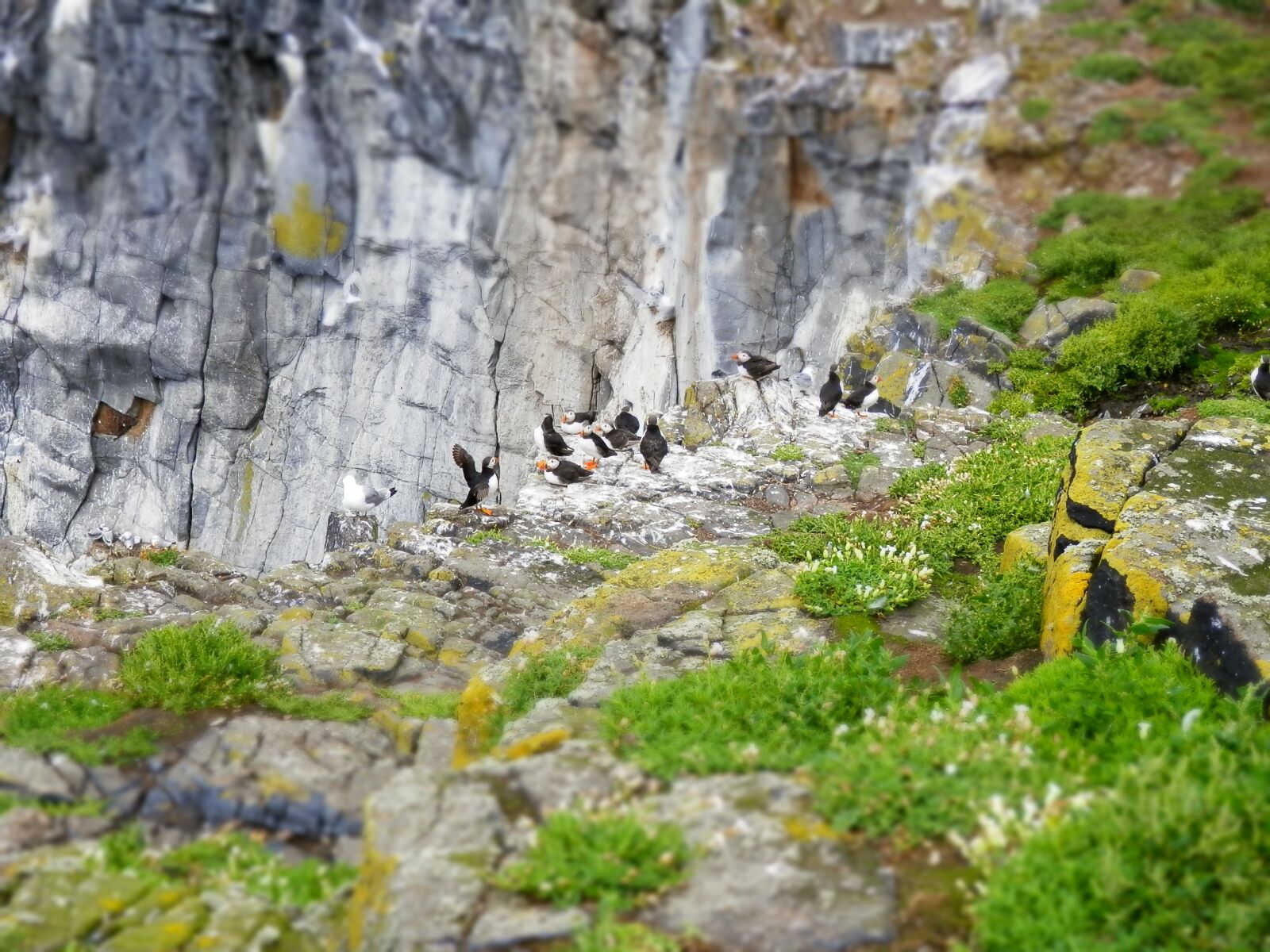 Olympus SZ-14 sample photo. Puffins, seabird, nature photography