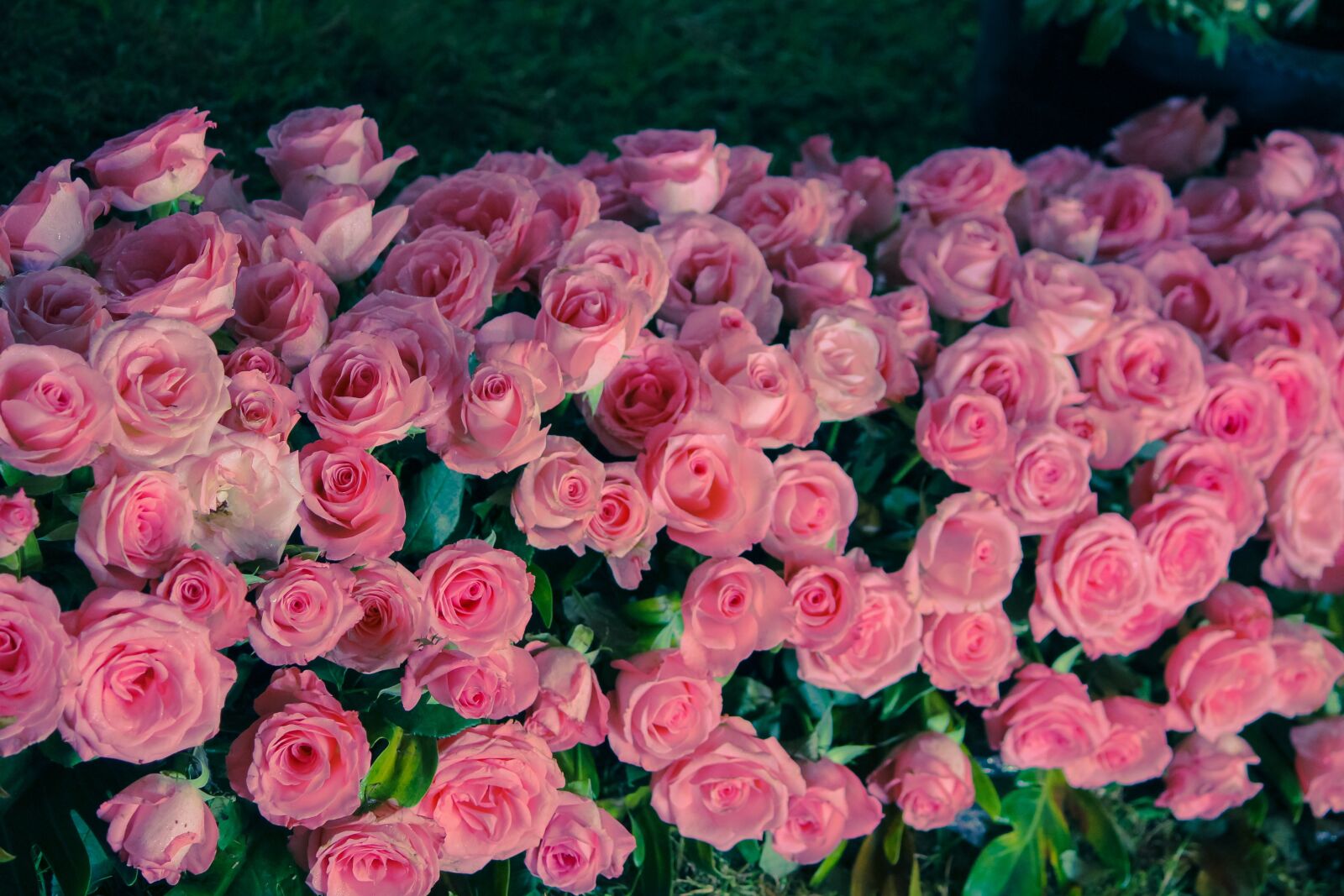 Canon EF-S 55-250mm F4-5.6 IS II sample photo. Flowers, nice flowers, beautiful photography