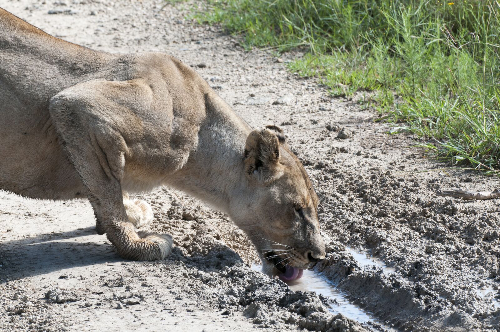Nikon D300 sample photo. Lioness, drinking, south africa photography