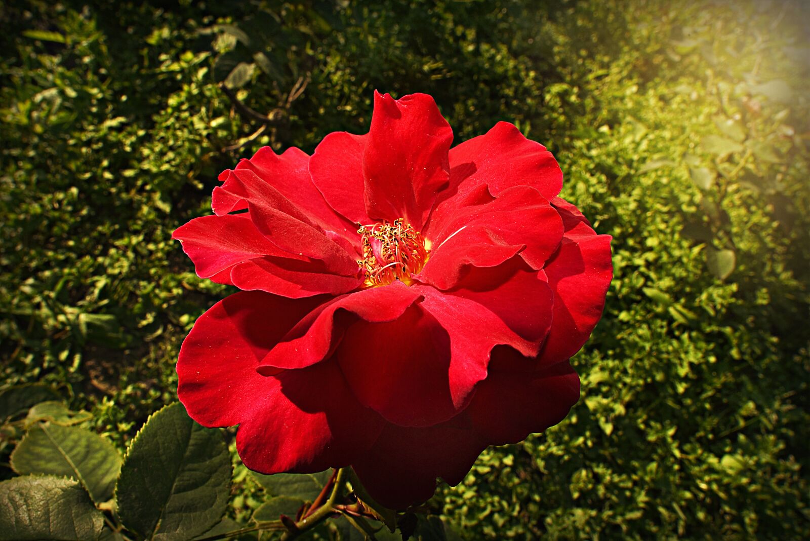 Nikon D750 sample photo. Red rose, flower, petal photography