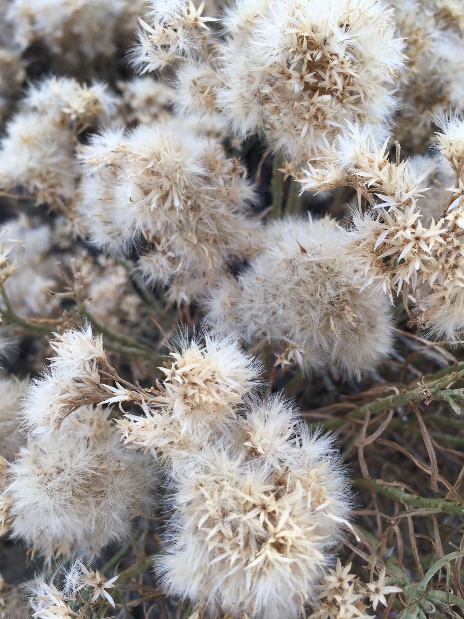Apple iPhone 6 sample photo. Nature, flora, flower photography