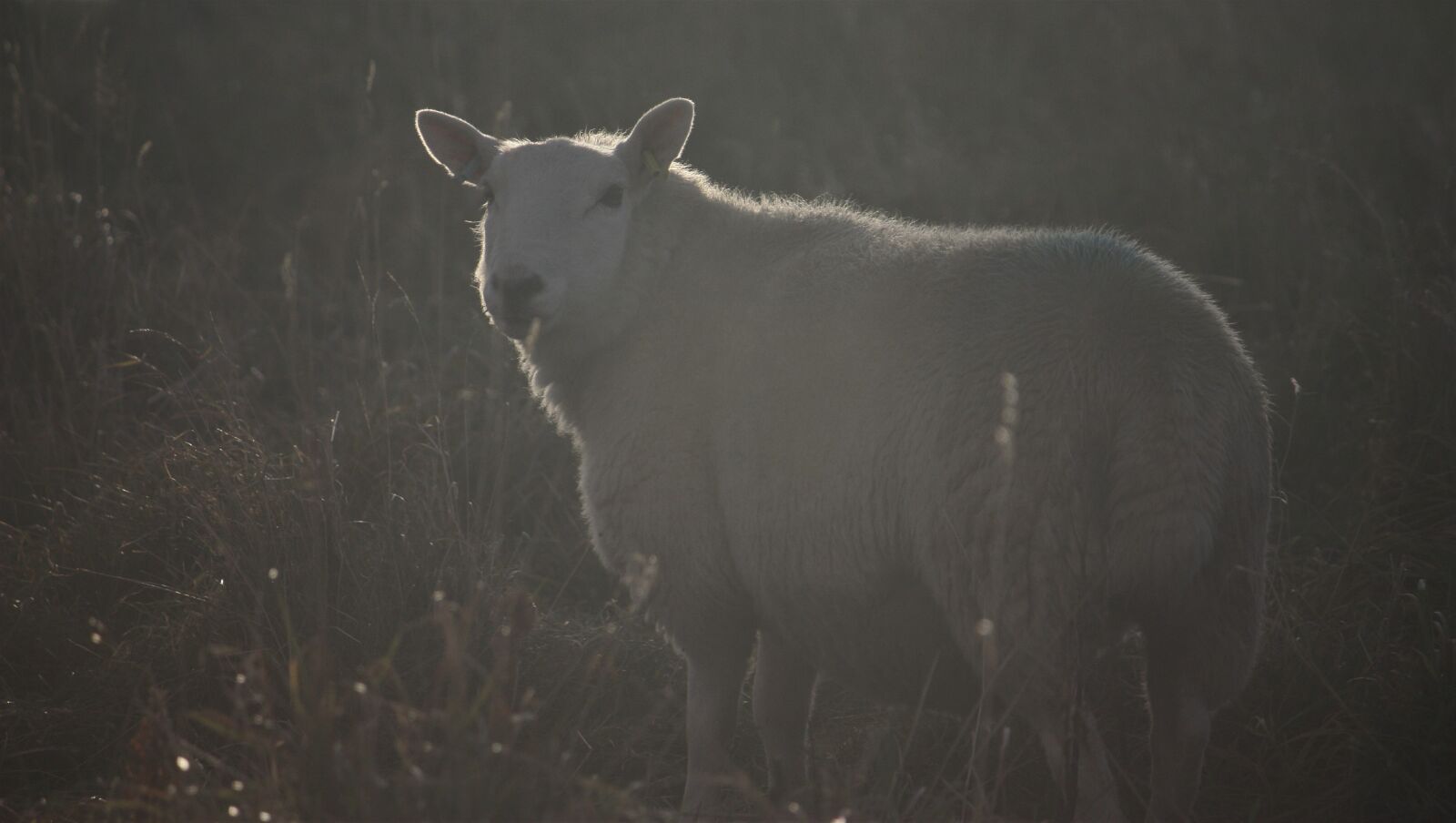 Canon EOS 450D (EOS Rebel XSi / EOS Kiss X2) sample photo. Sheep, mammal, animal photography