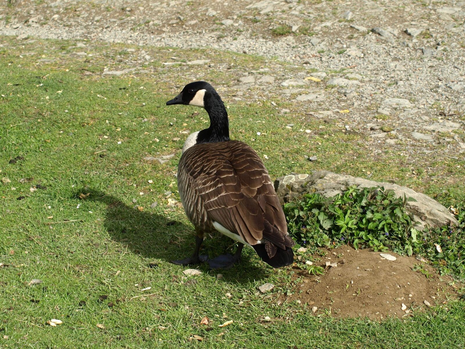 Olympus E-510 (EVOLT E-510) sample photo. Sea goose, goose, bird photography