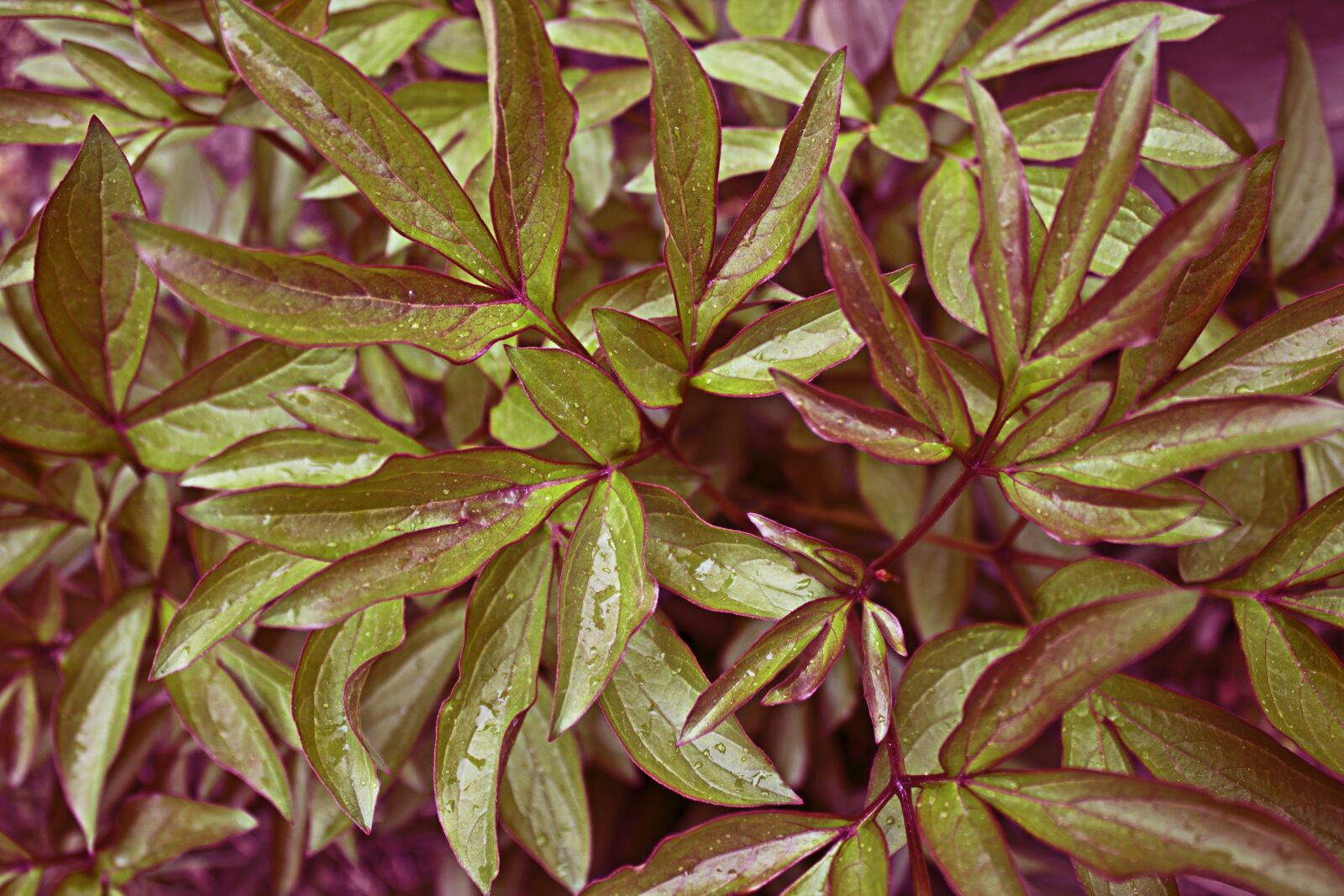 Canon EOS 1100D (EOS Rebel T3 / EOS Kiss X50) sample photo. Leaves, plant, green photography
